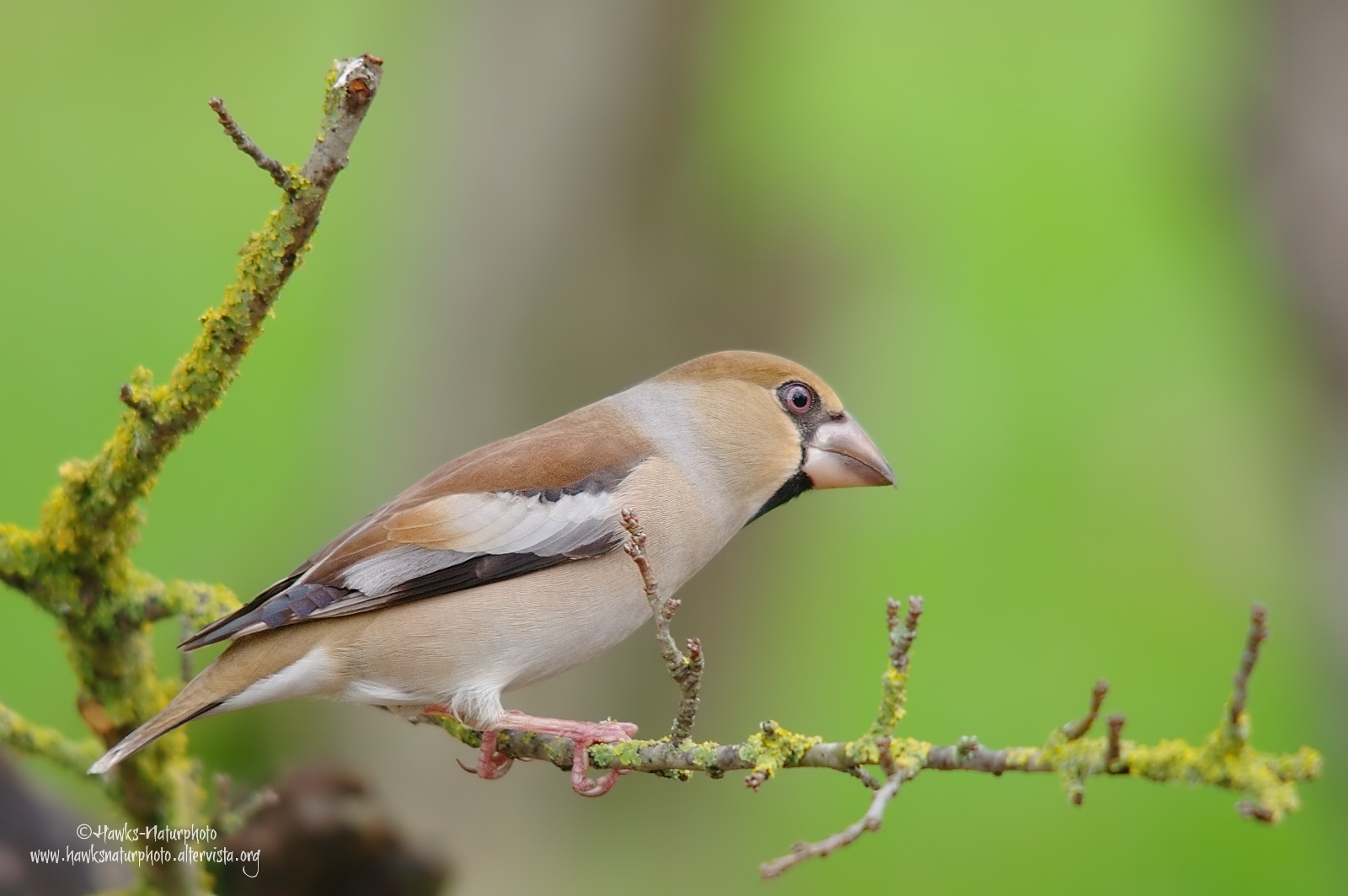 Hawfinch female