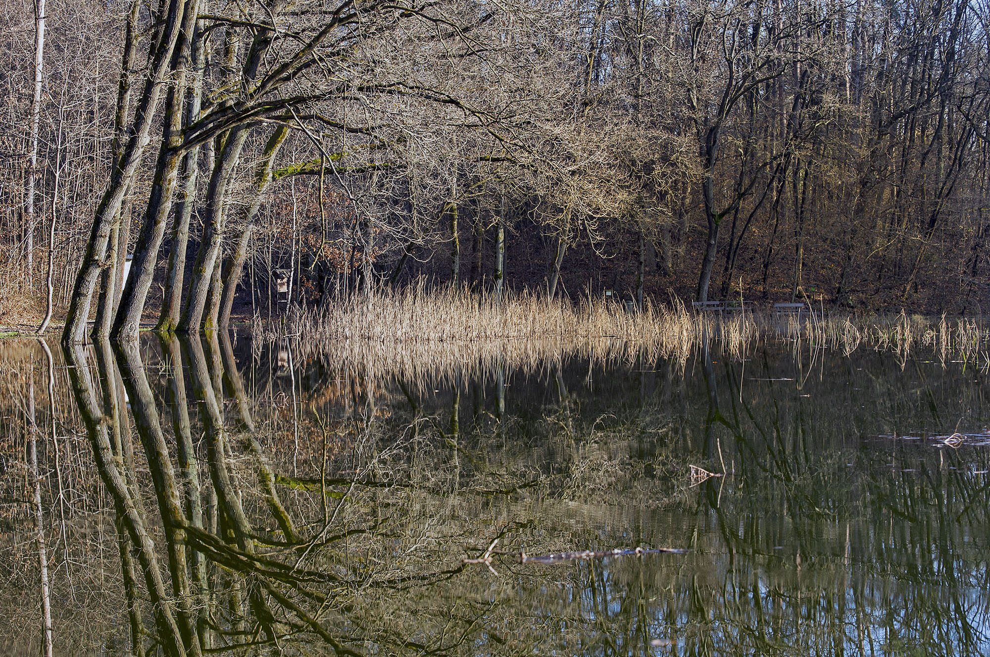 Palude Pollini-Arsago Seprio