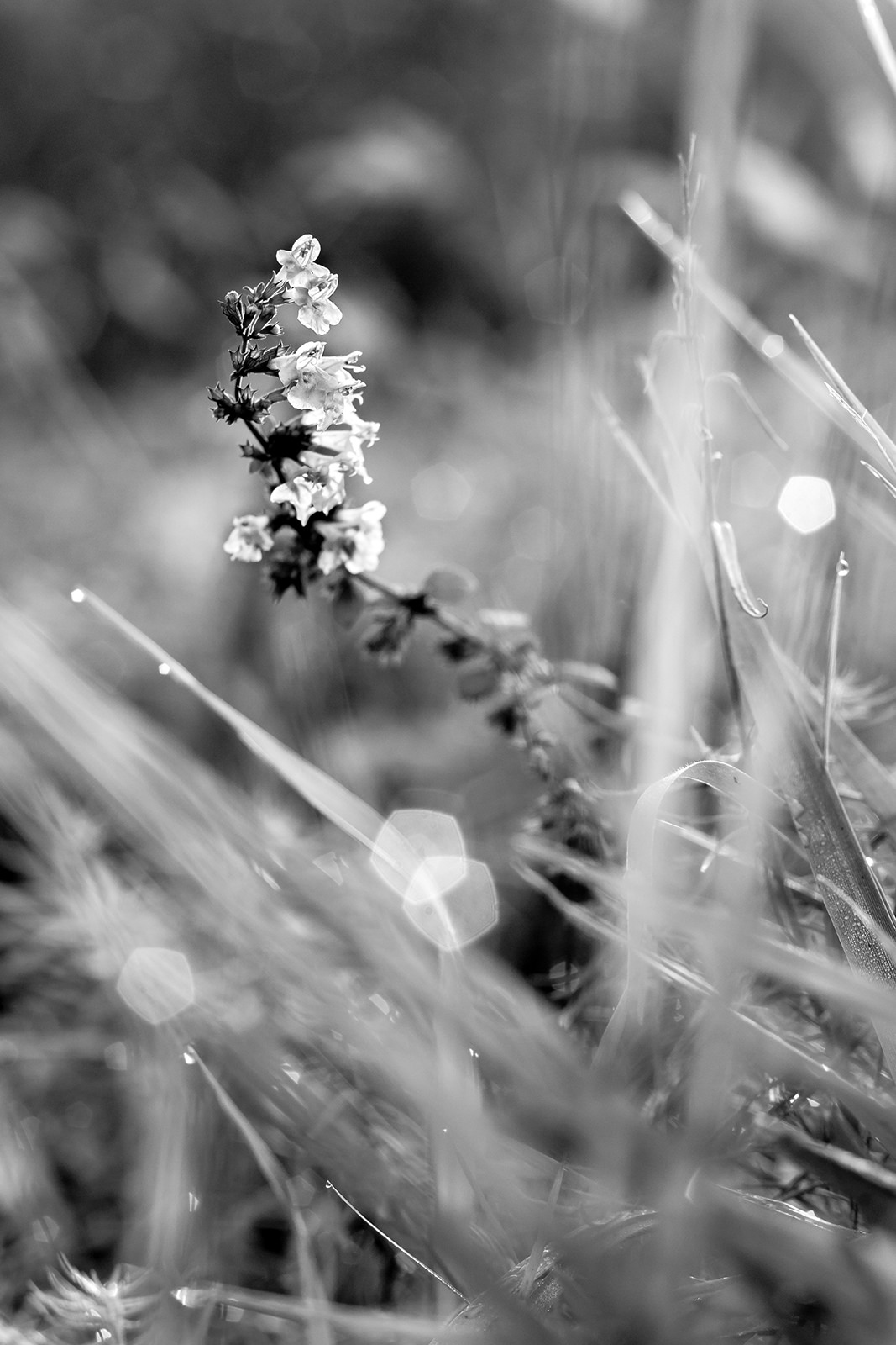 Flowers in the morning