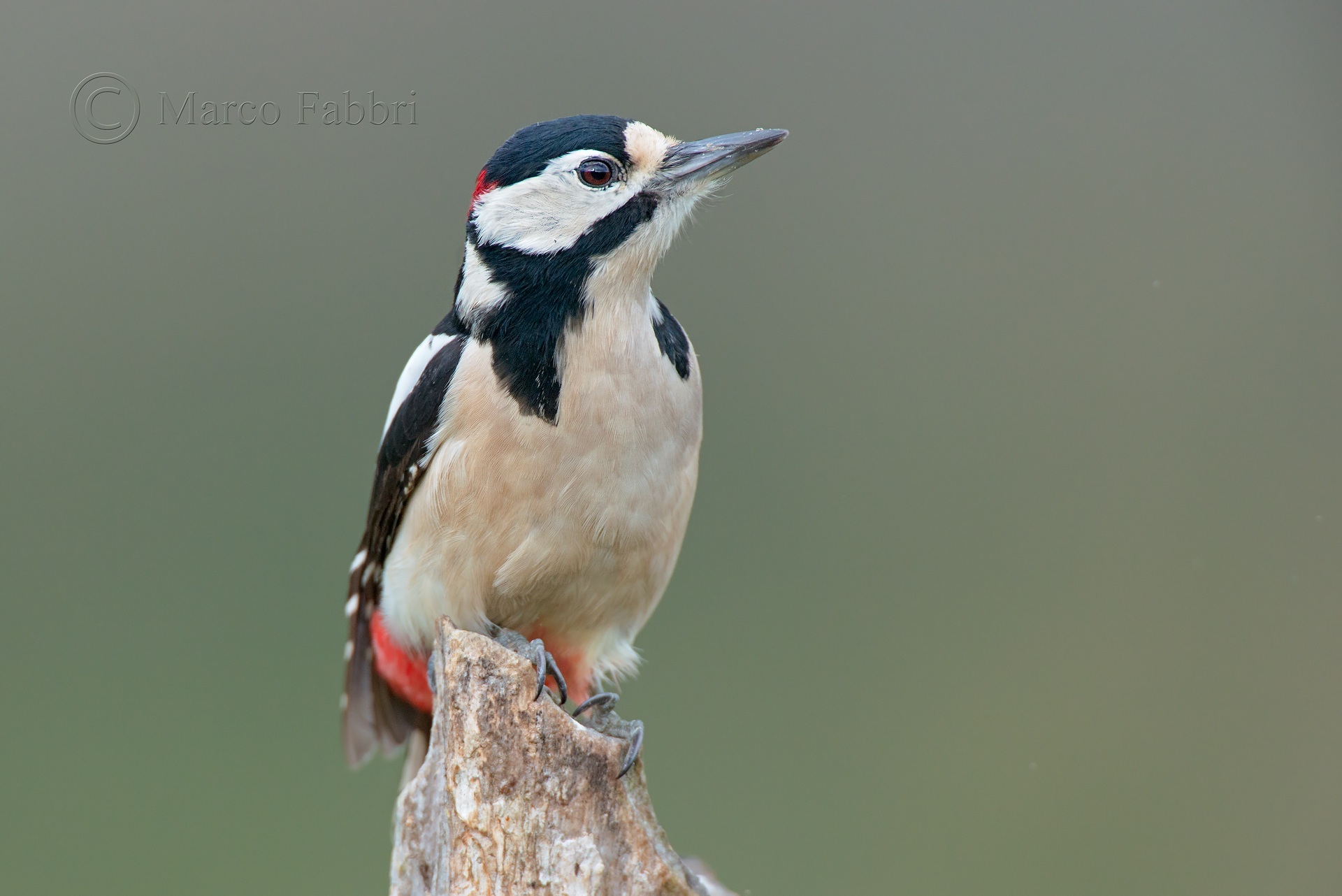 Woodpecker