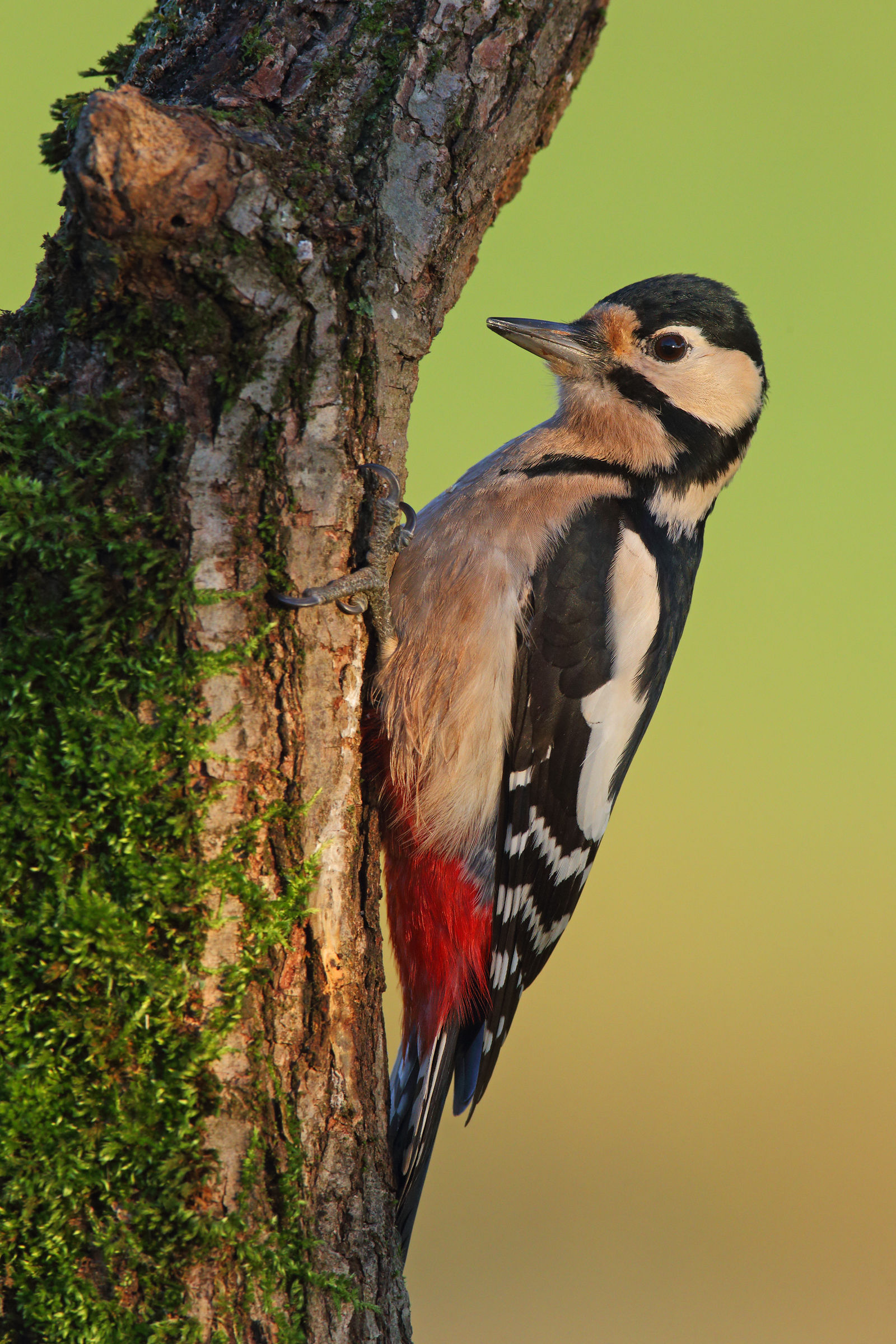 Female woodpecker dawn