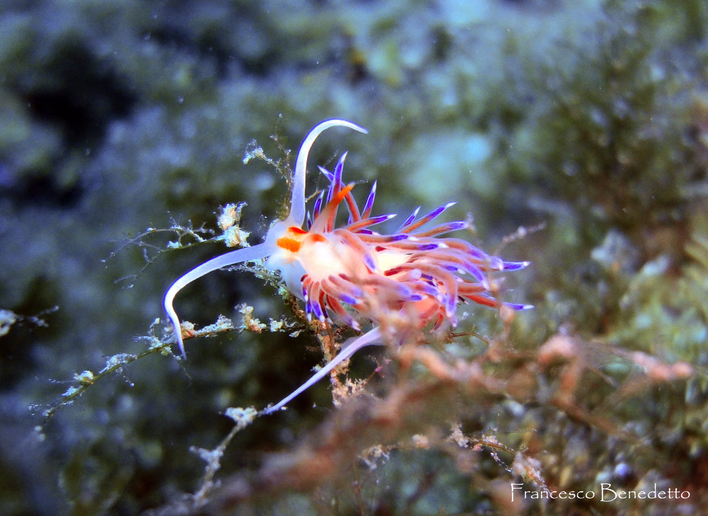 The Cratena farfetched contortionist ..