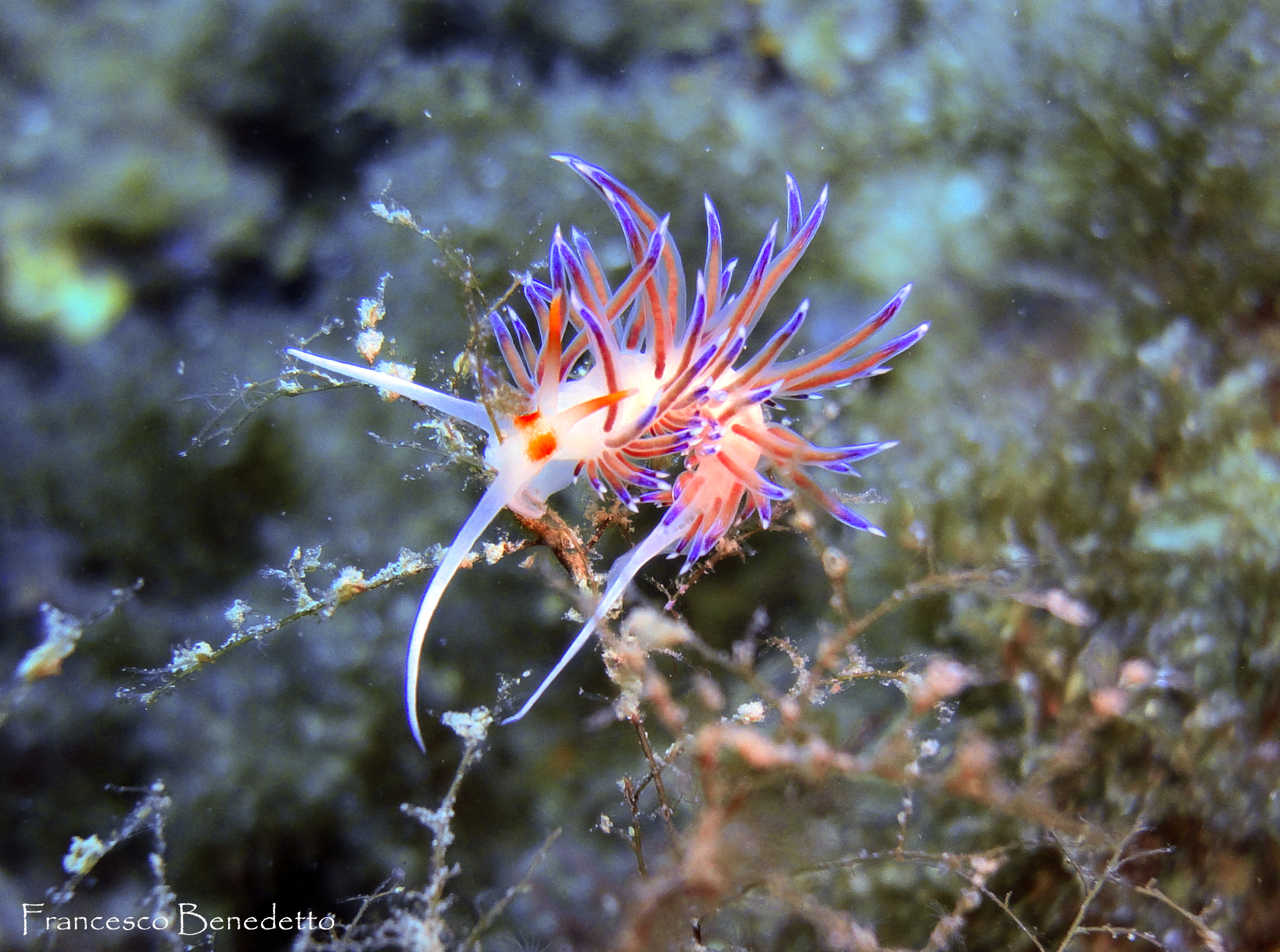 The Cratena farfetched contortionist ..