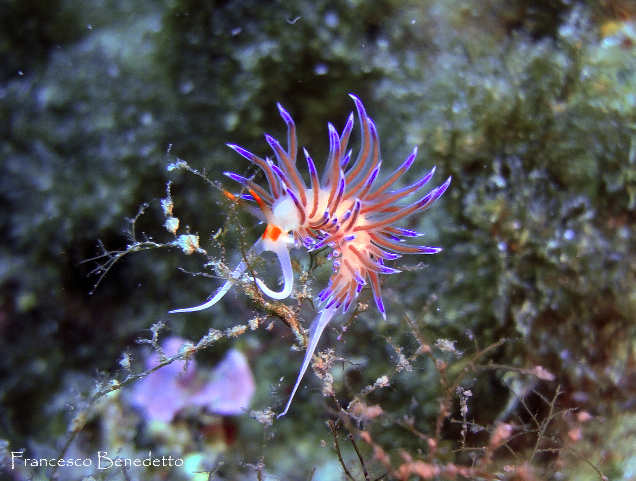 The Cratena farfetched contortionist ..