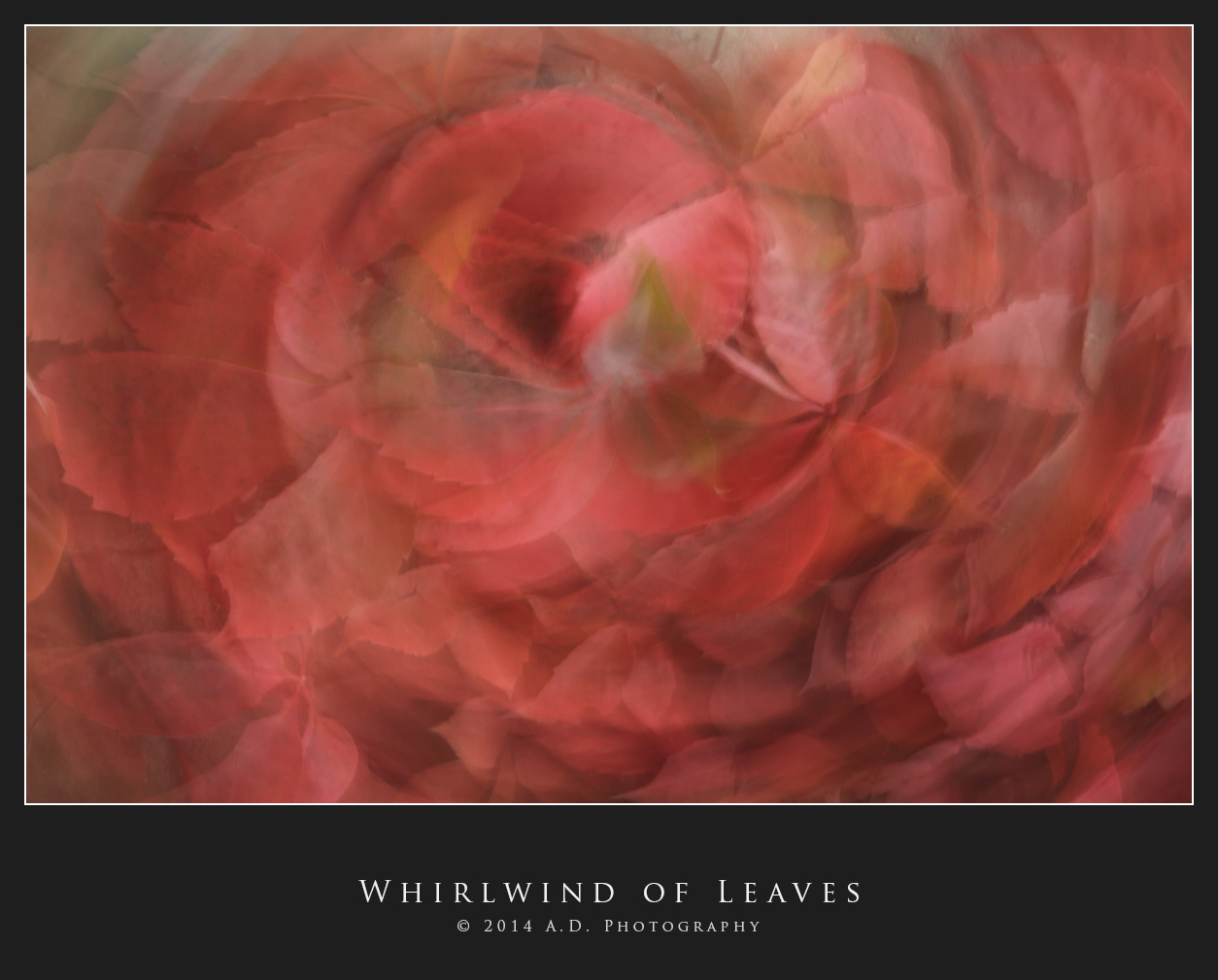 Whirlwind of Leaves