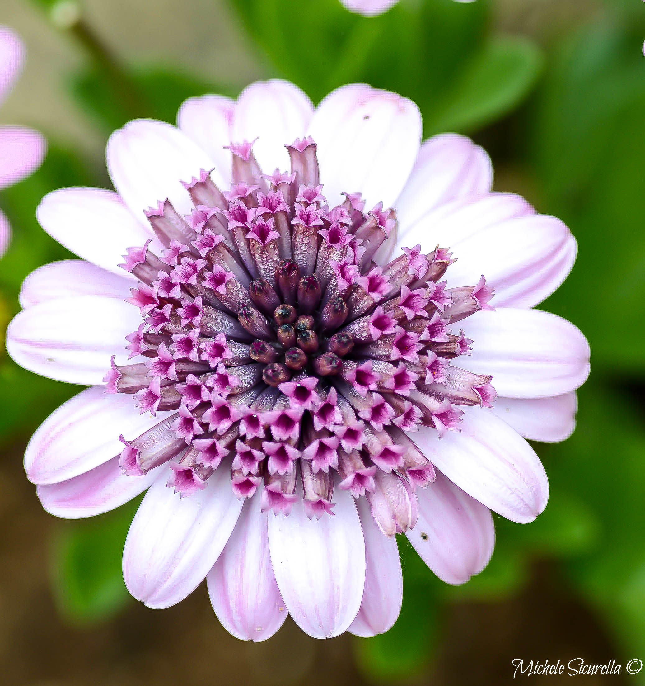 Fiore bianco con Fiorellini Rosa