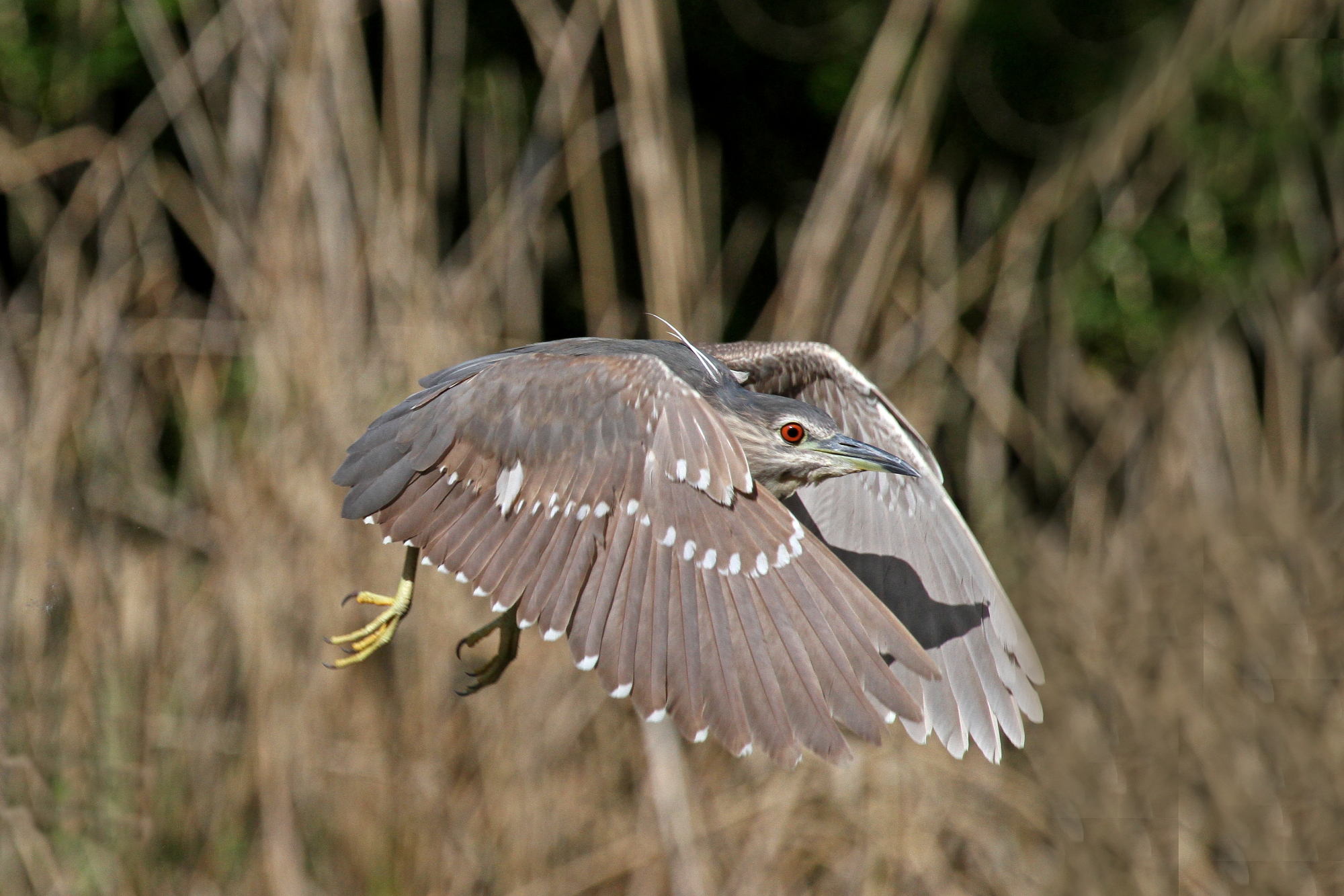 In flight