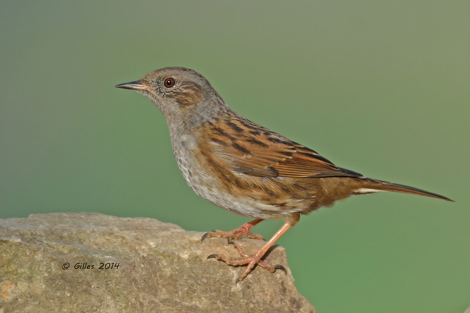 Passera Scopaiola (Prunella modularis)