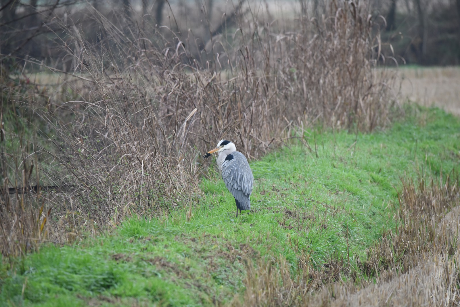 primi scatti con il sigma 150-600mm S -Airone cenerino