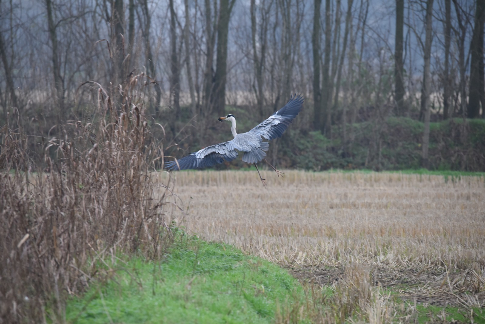 primi scatti con il sigma 150-600mm S -Airone cenerino