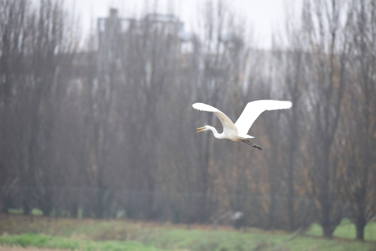 primi scatti con il sigma 150-600mm S -Airone bianco