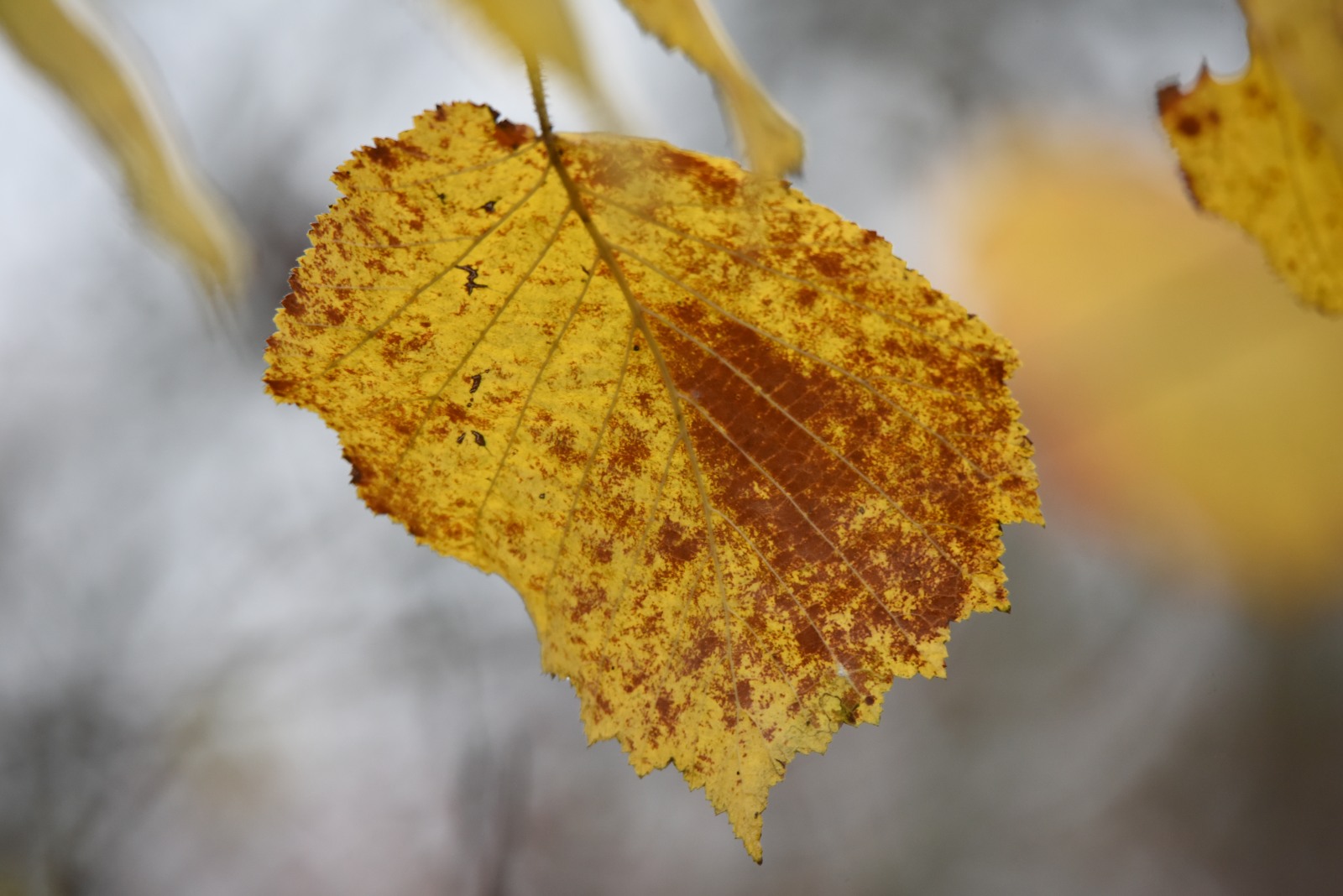primi scatti con il sigma 150-600mm S