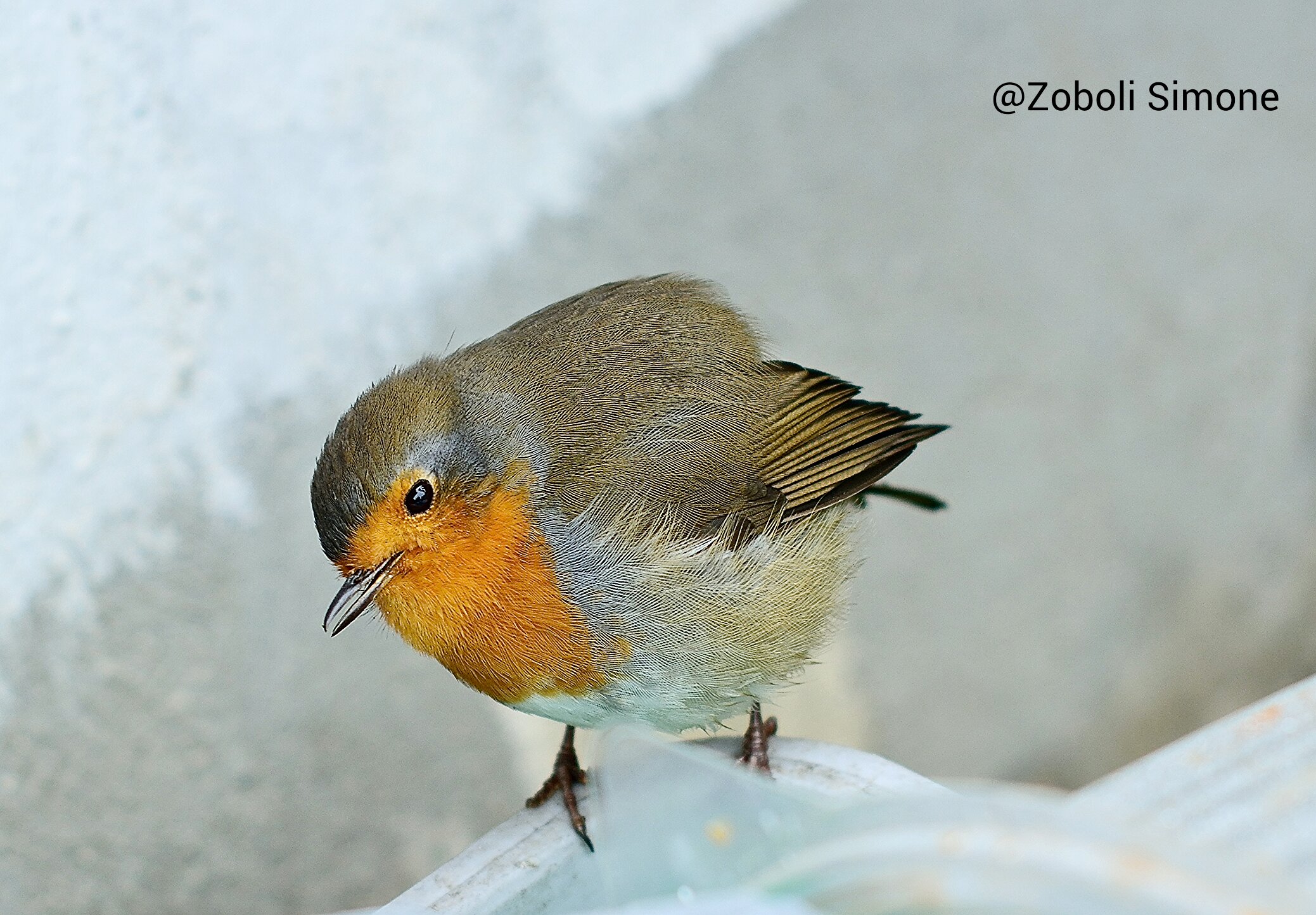 Robin 2