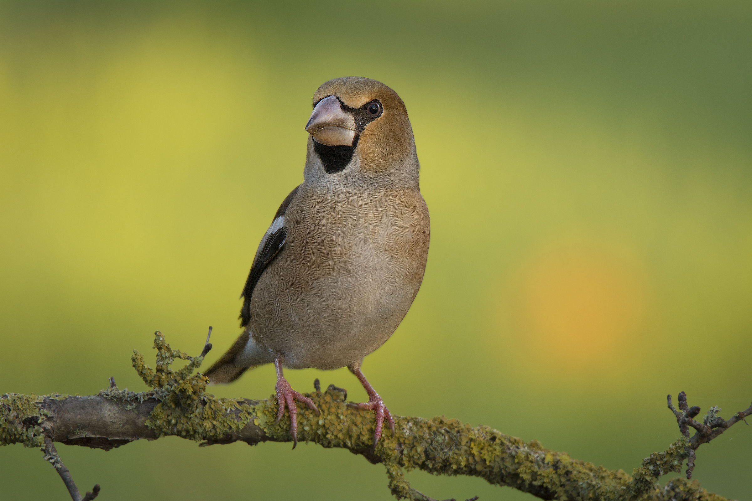 La signora Frosona in posa