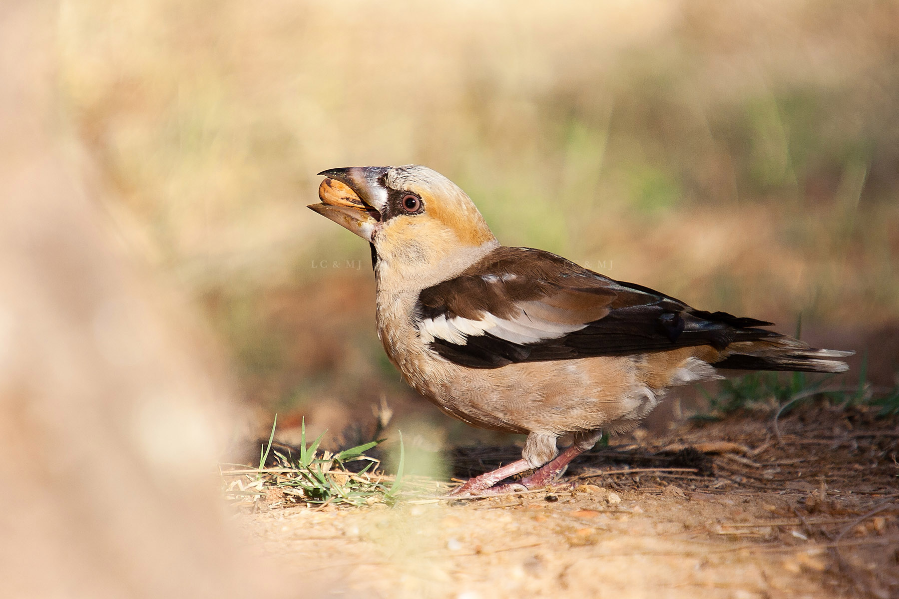 Coccothraustes coccothraustes