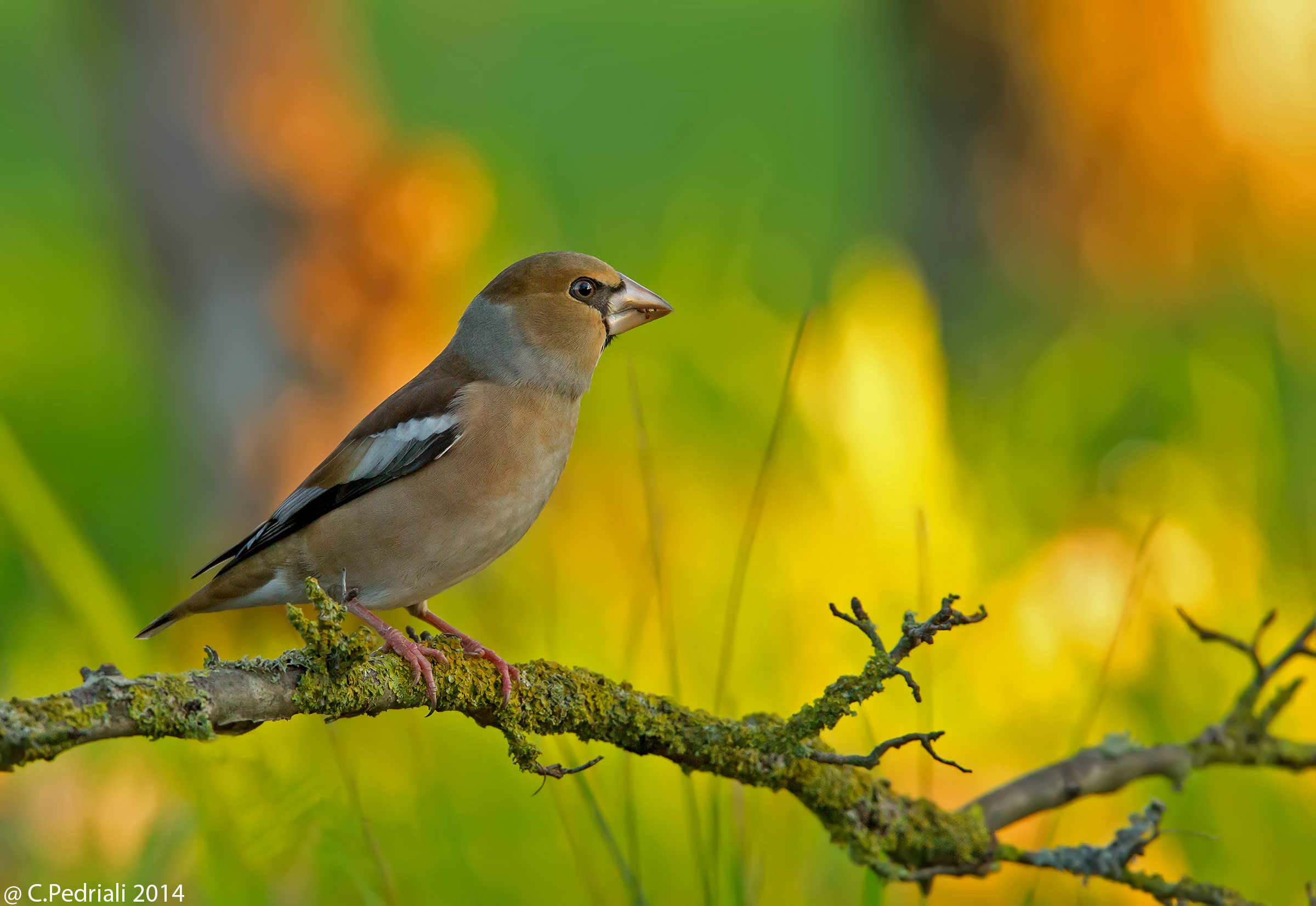 Hawfinch female at first light ...