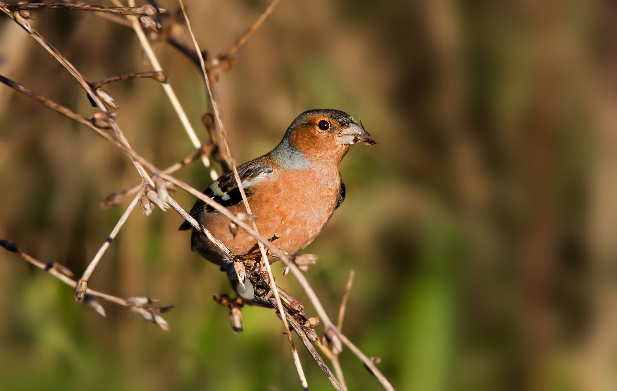 Chaffinch in the morning