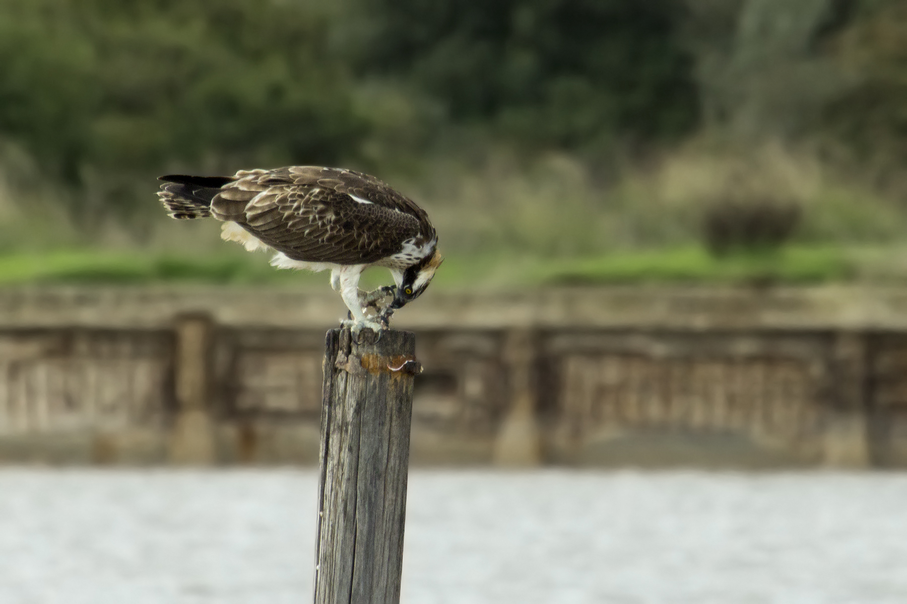 fino all'ultimo boccone