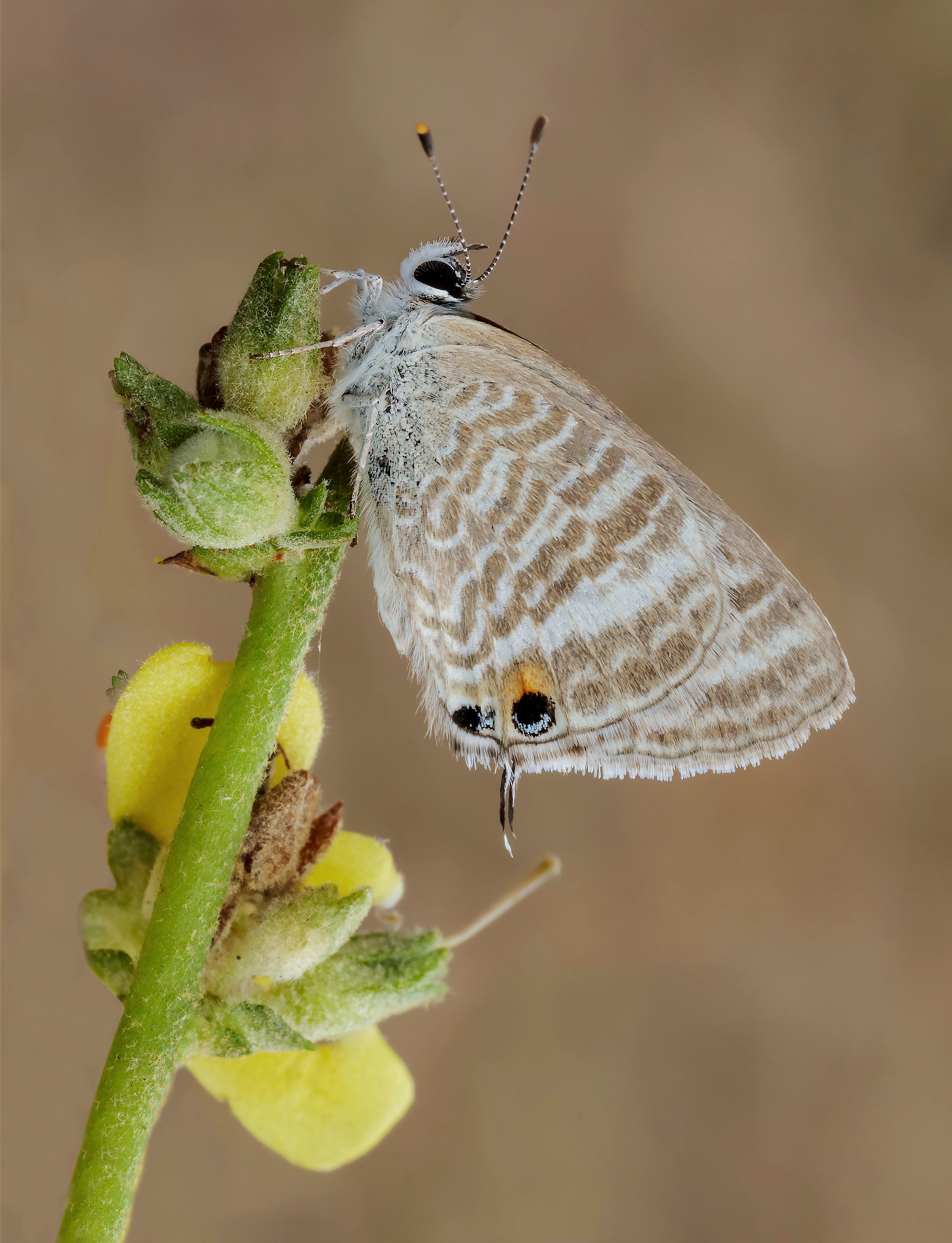 Licenide (Lampides boeticus)