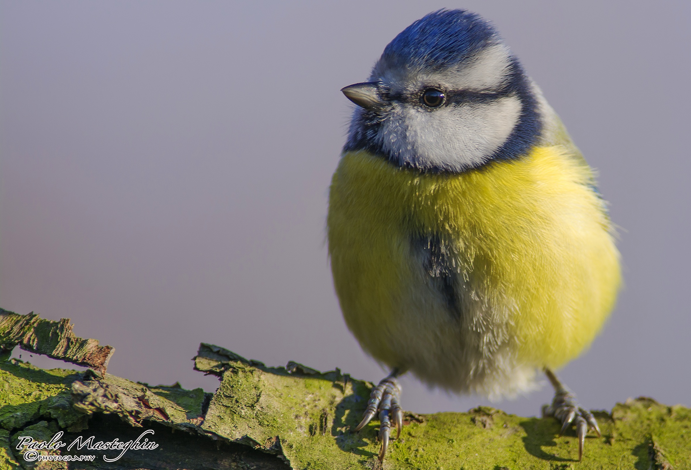 The magic colors of blue tit.