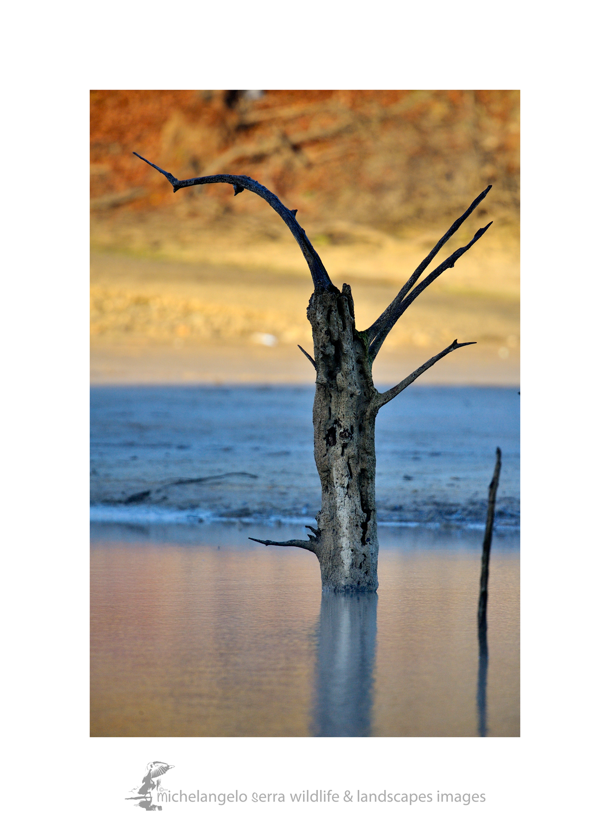 the lake and the tree