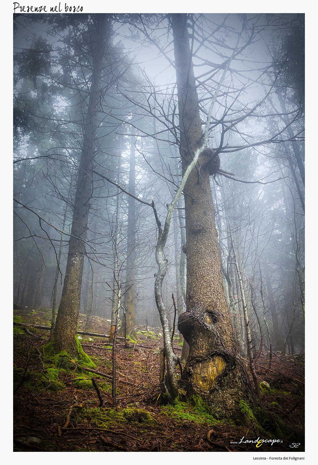 Occurrences in the woods