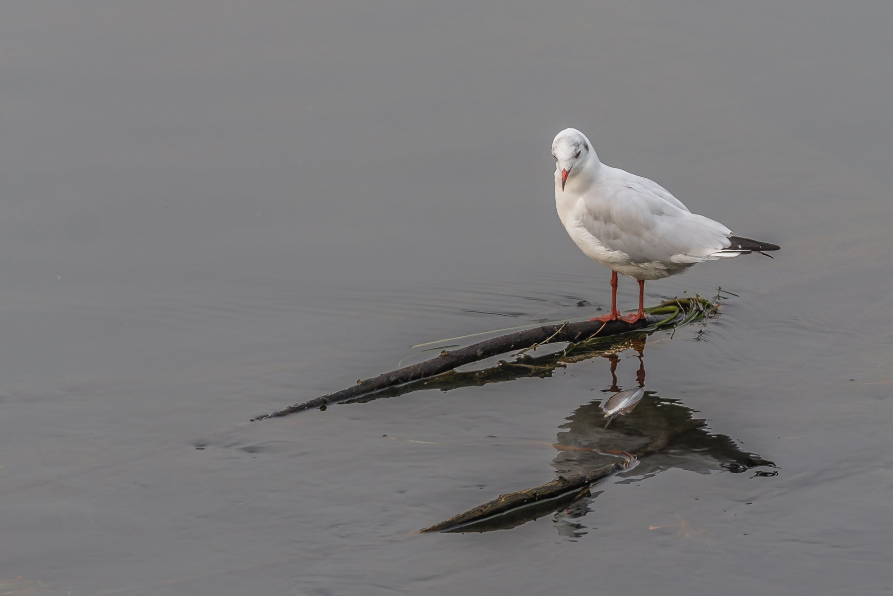 Ho perso una piuma !!!