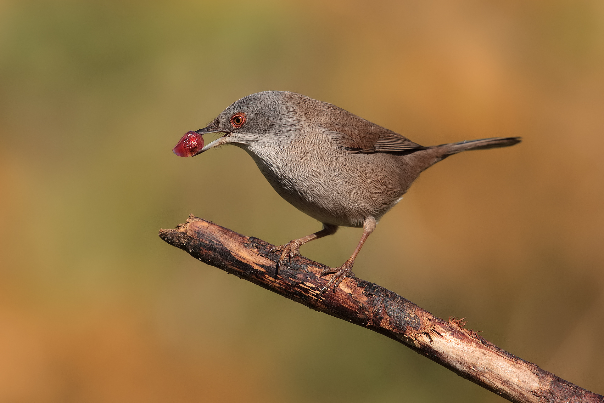 Pomegranate for breakfast ...
