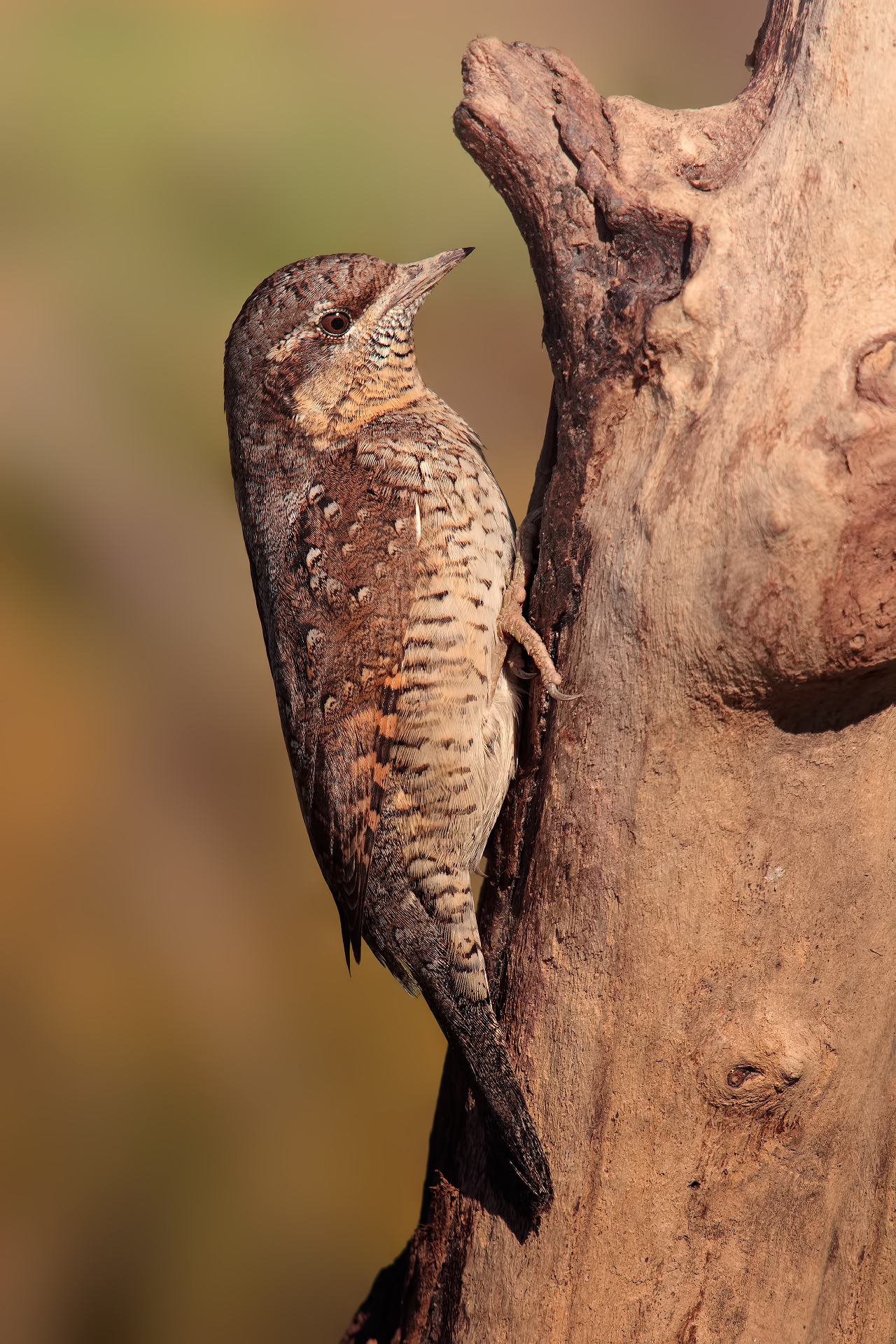 Wryneck (Jynx torquilla)