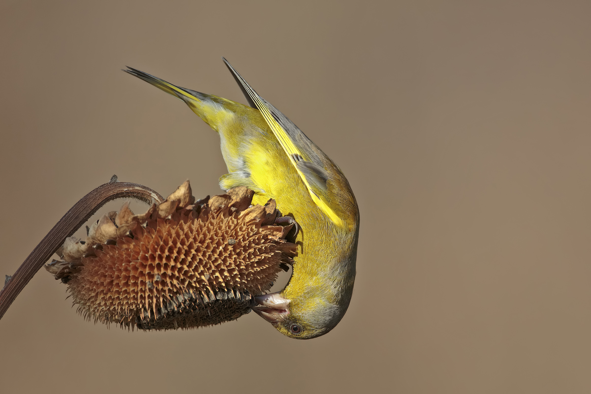 Verdone maschio adulto