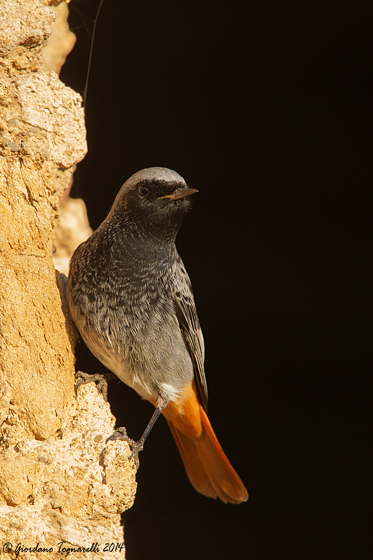 Black Redstart