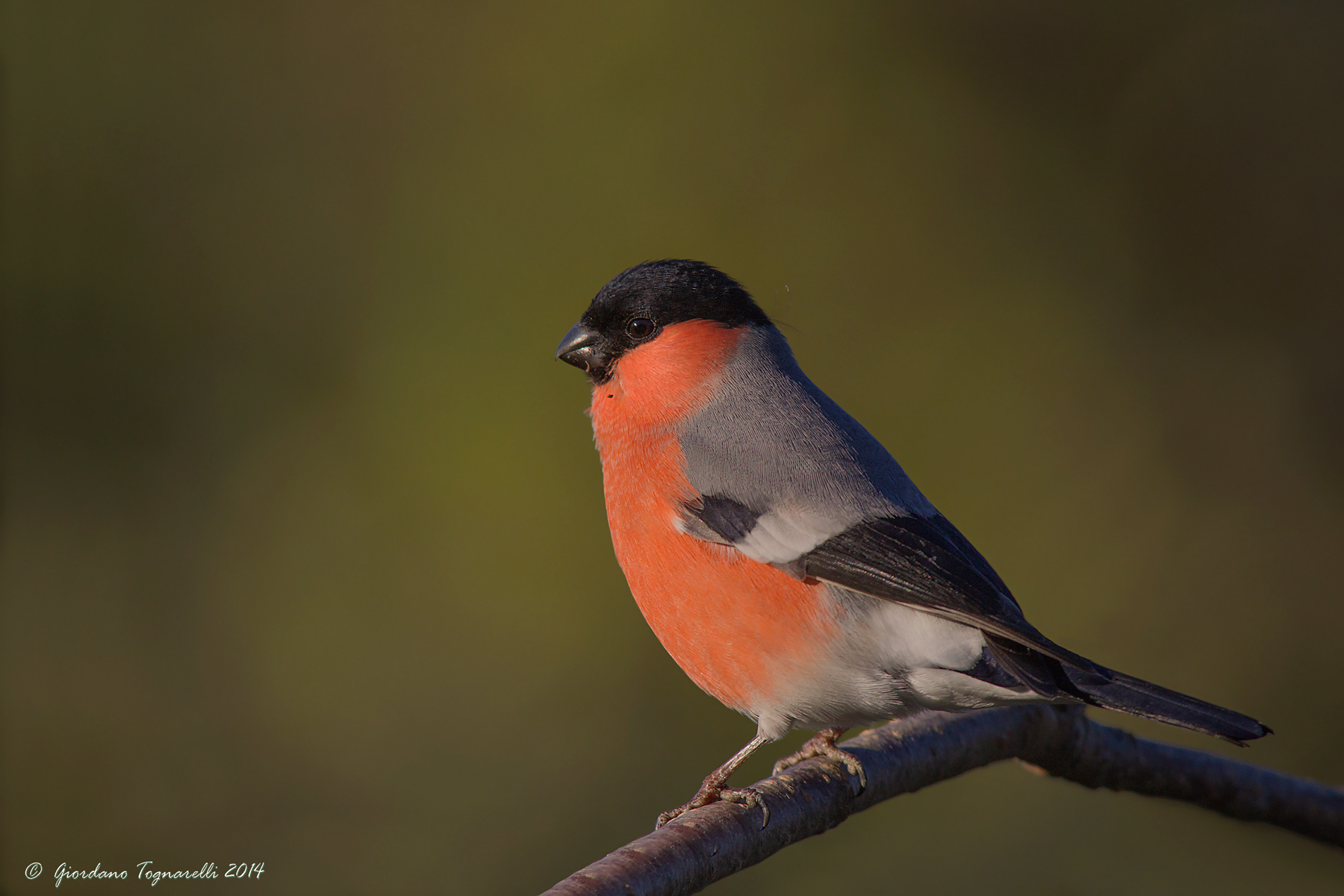 Bullfinch male