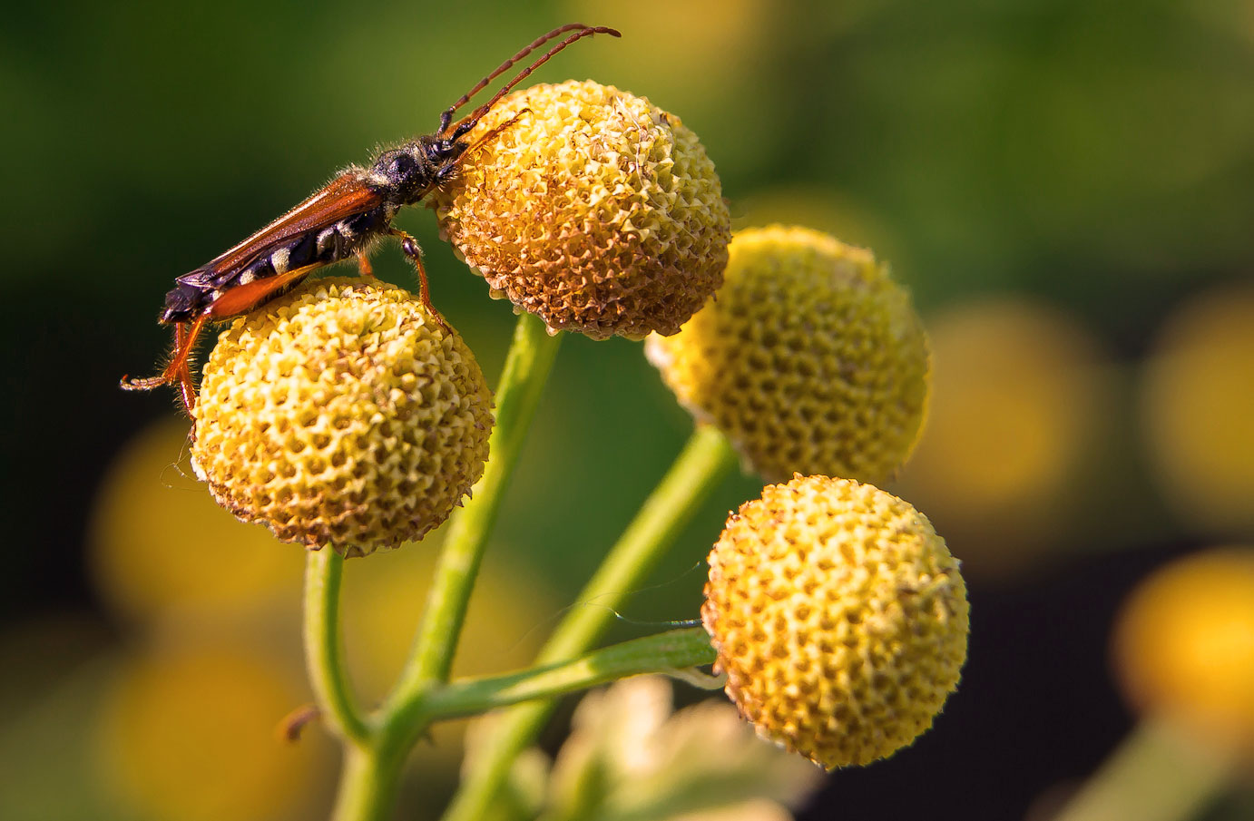 adagiato su 2 pianeti