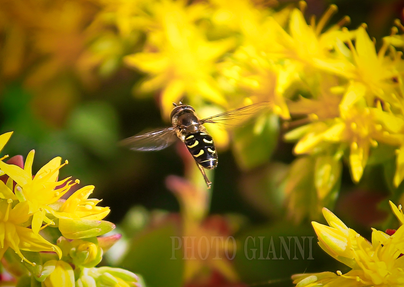 svolazzando qua' e la'