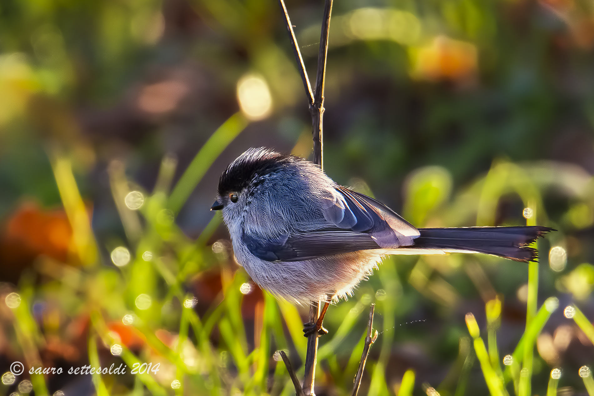 Codibugnolo alla prime luci del mattino