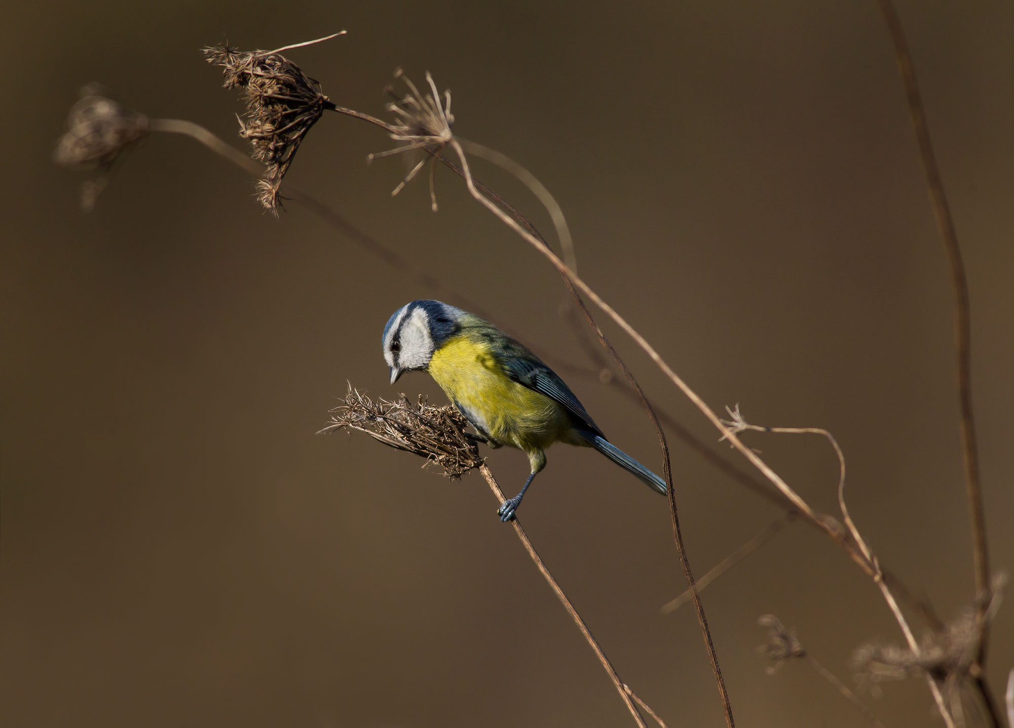 Blue Tit looking for seeds