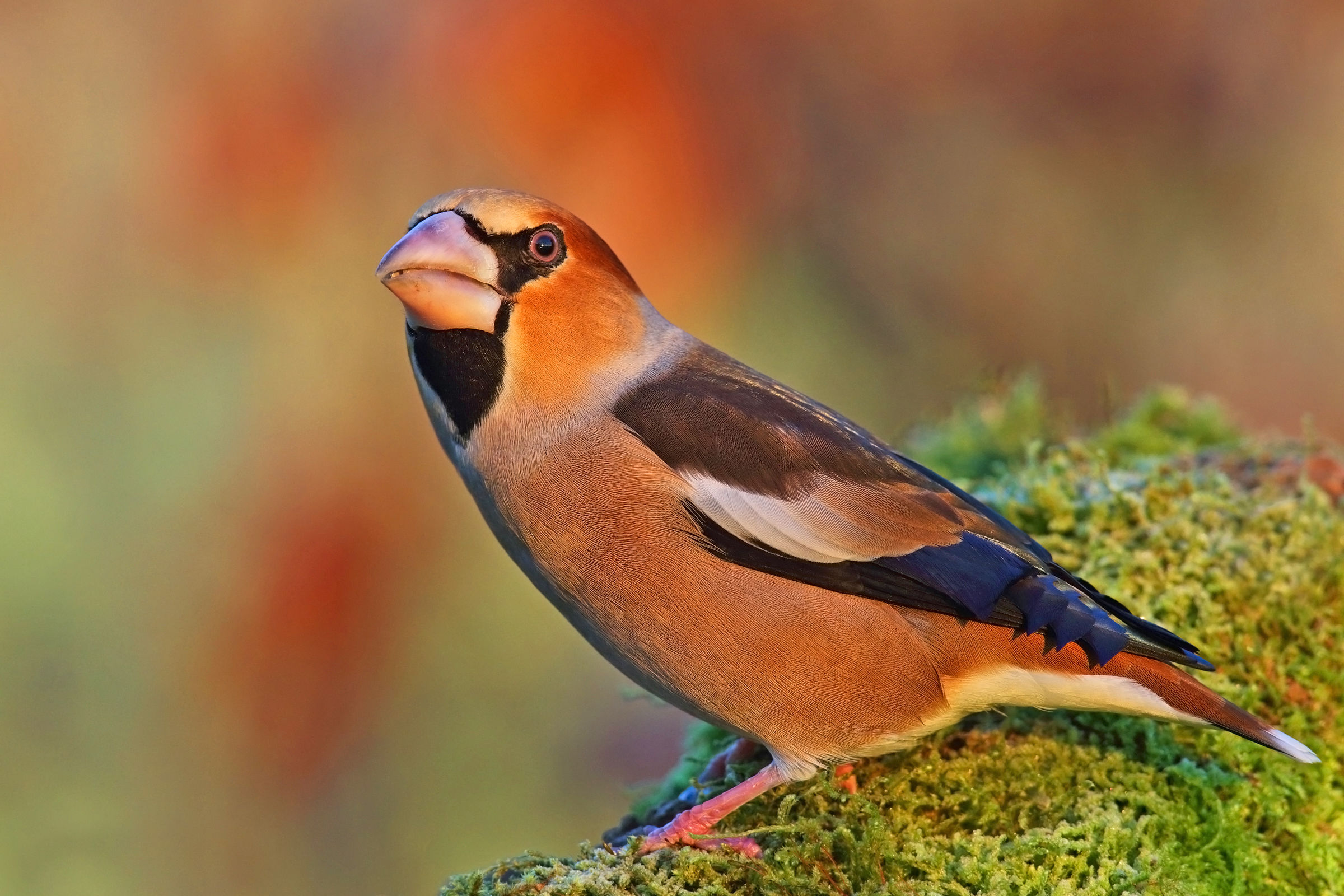 Hawfinch dawn