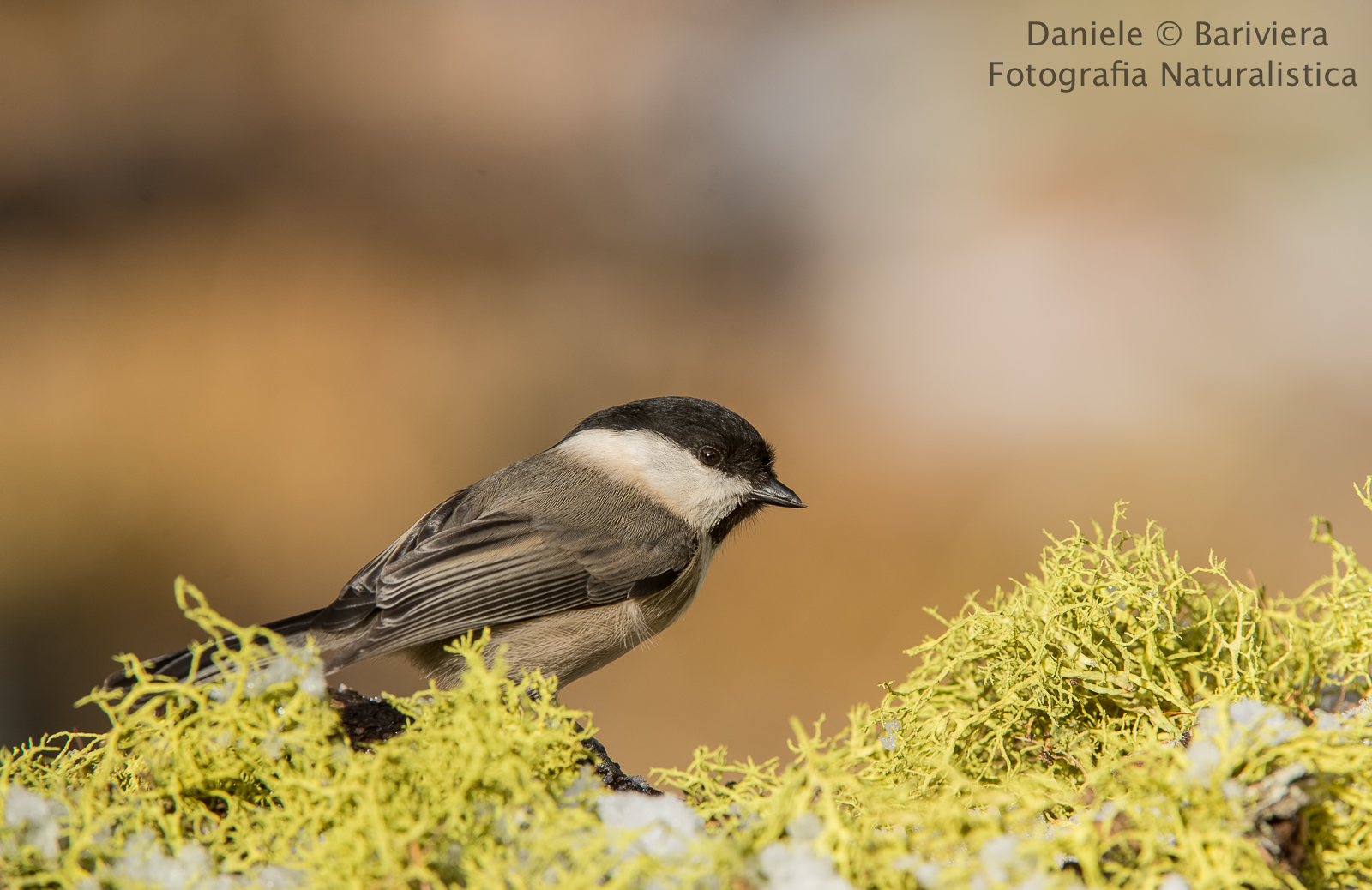 Cincia bigia alpestre
