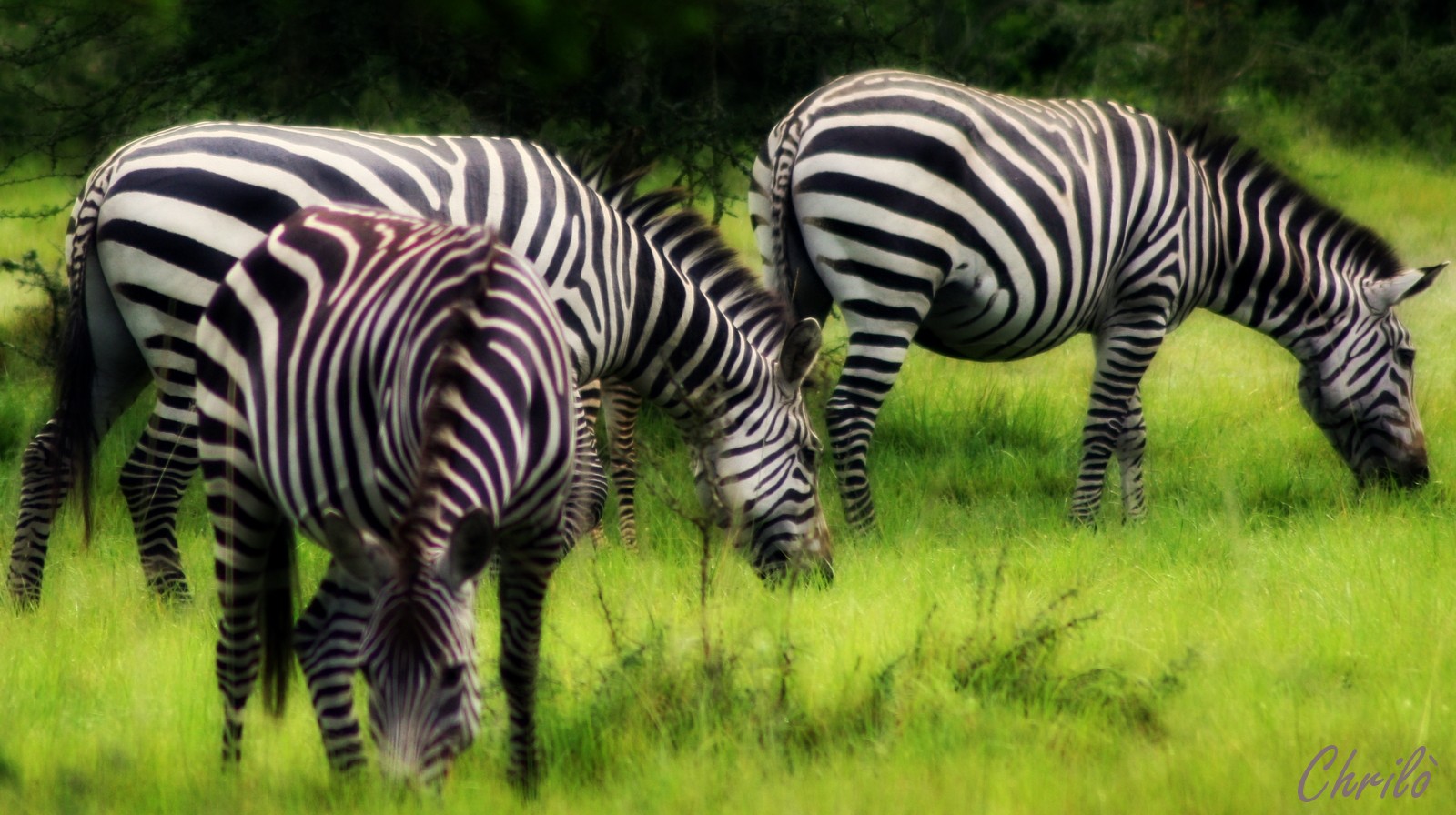 three little zebras