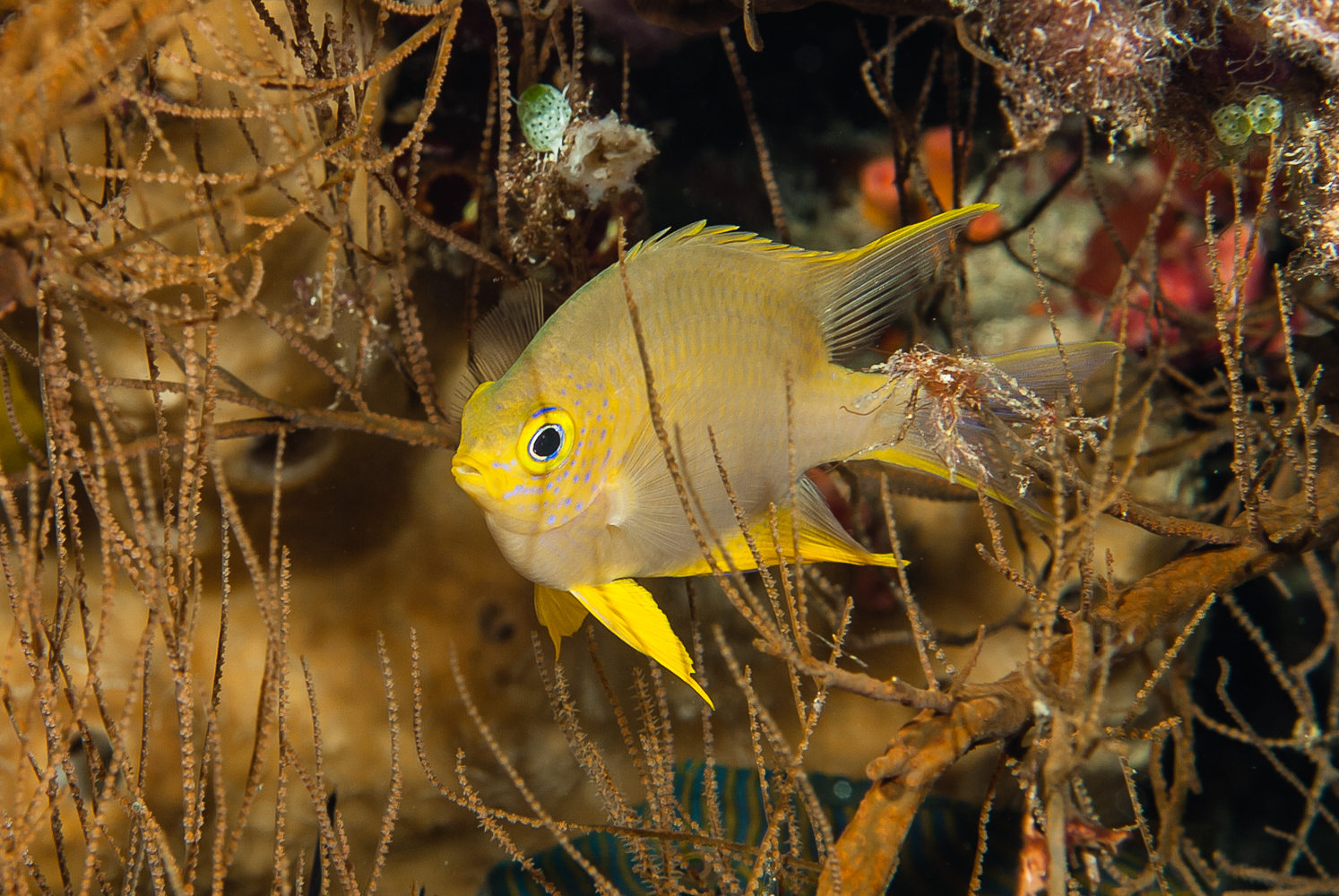 amblyglyphidodon aureus