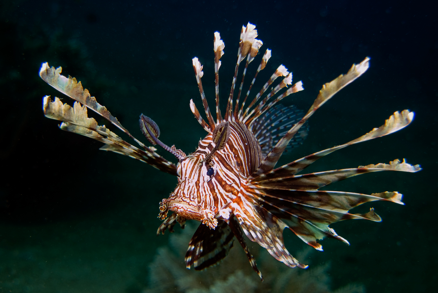 pterois volitans