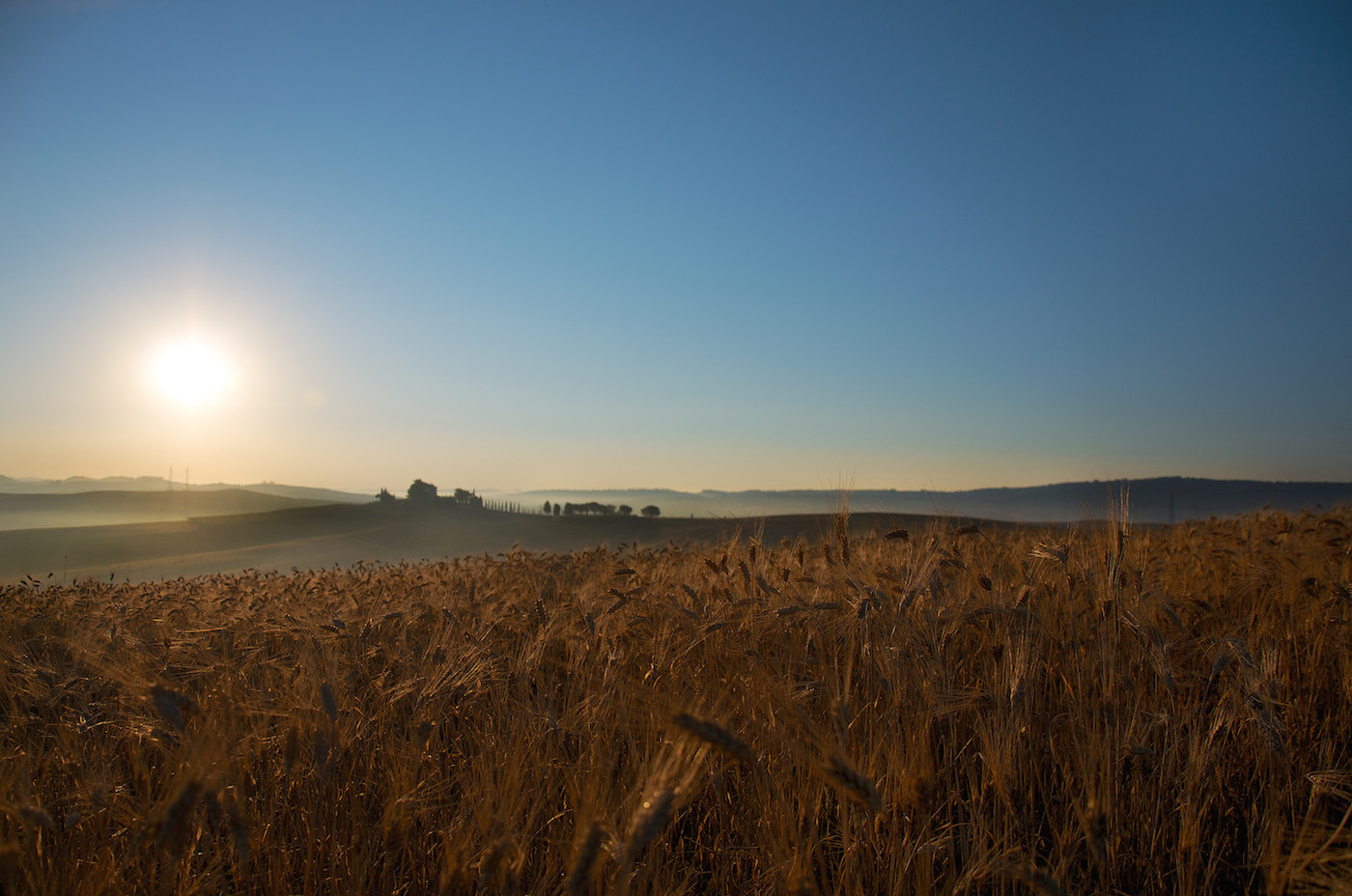 tra i campi di grano