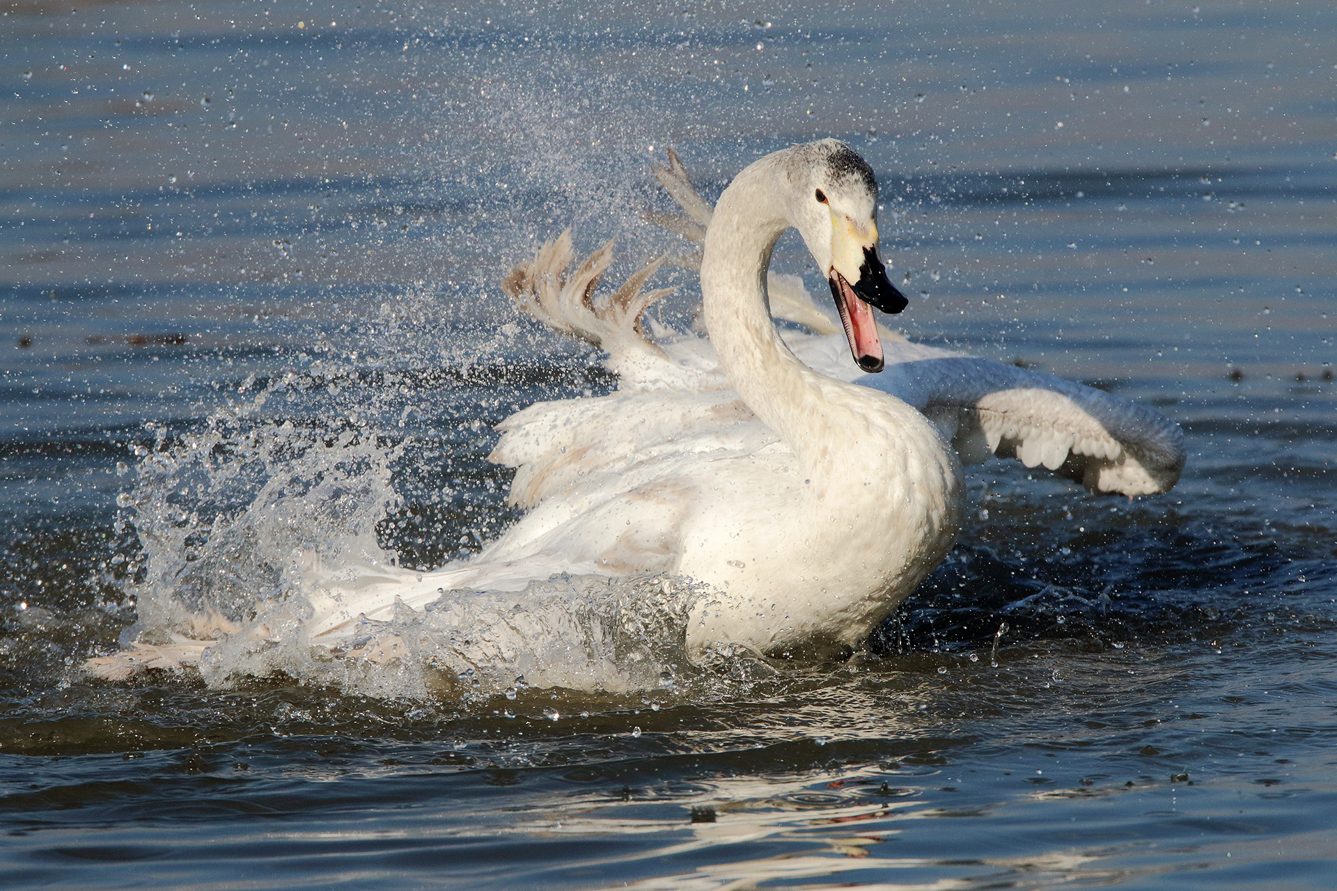 Swan furious