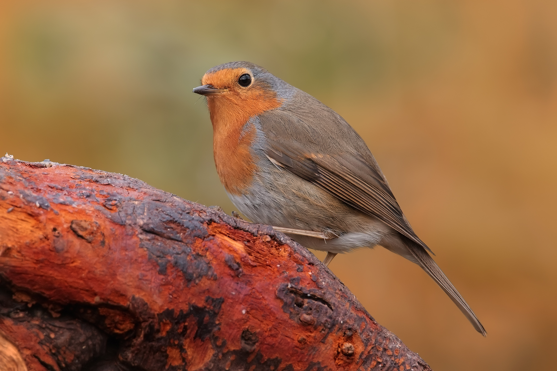Ben nutrito... il rosso..!!!