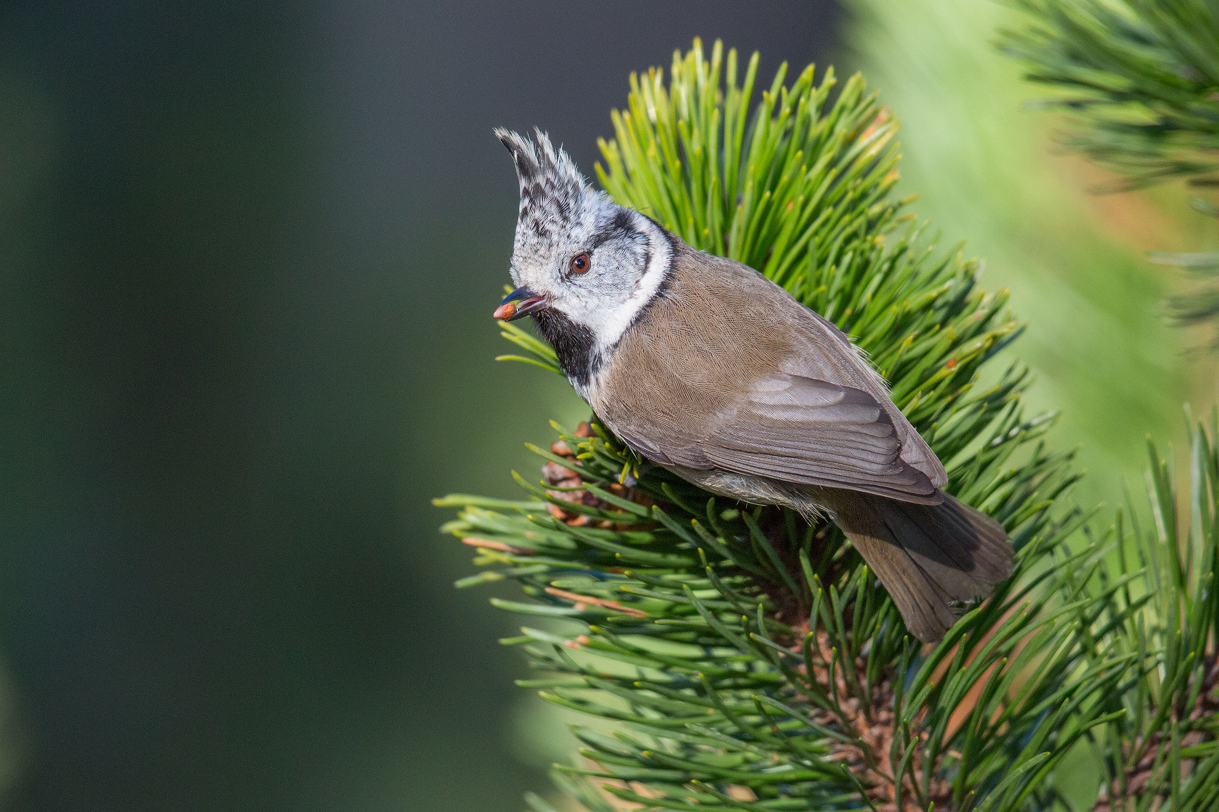 Crested Tit