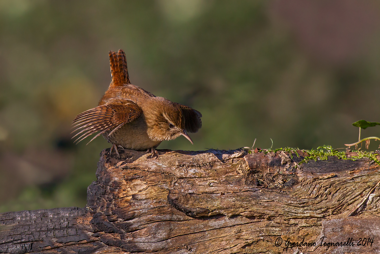 Wren