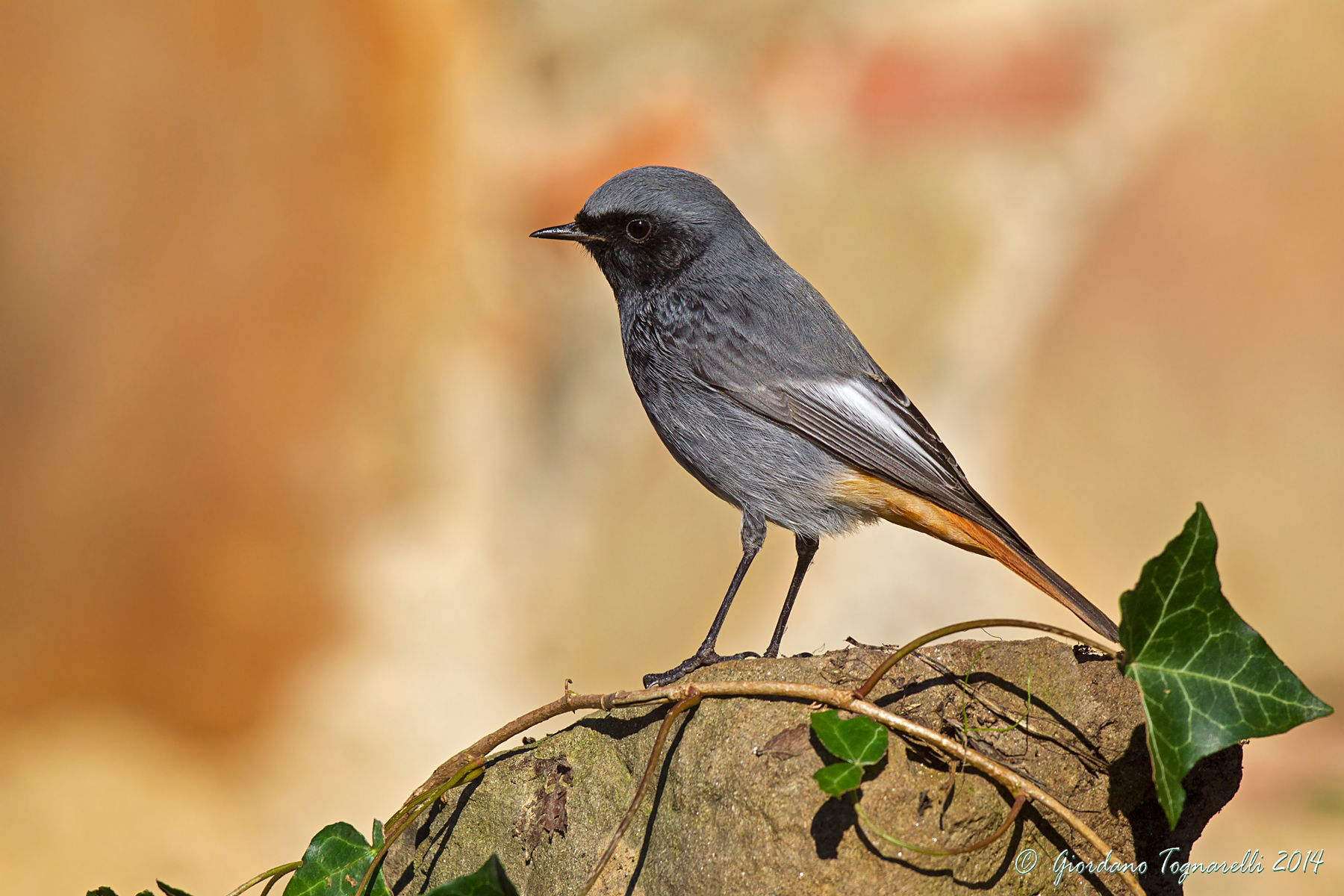 Codirosso spazzacamino
