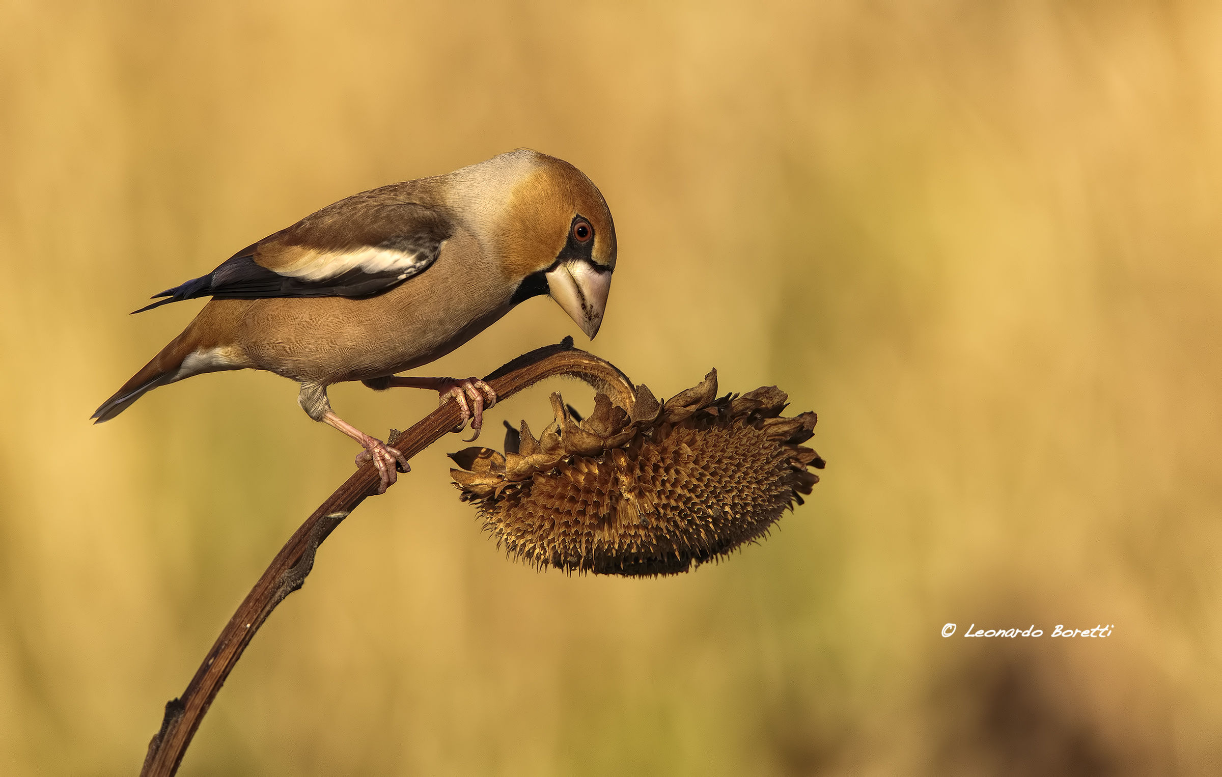 Hawfinch