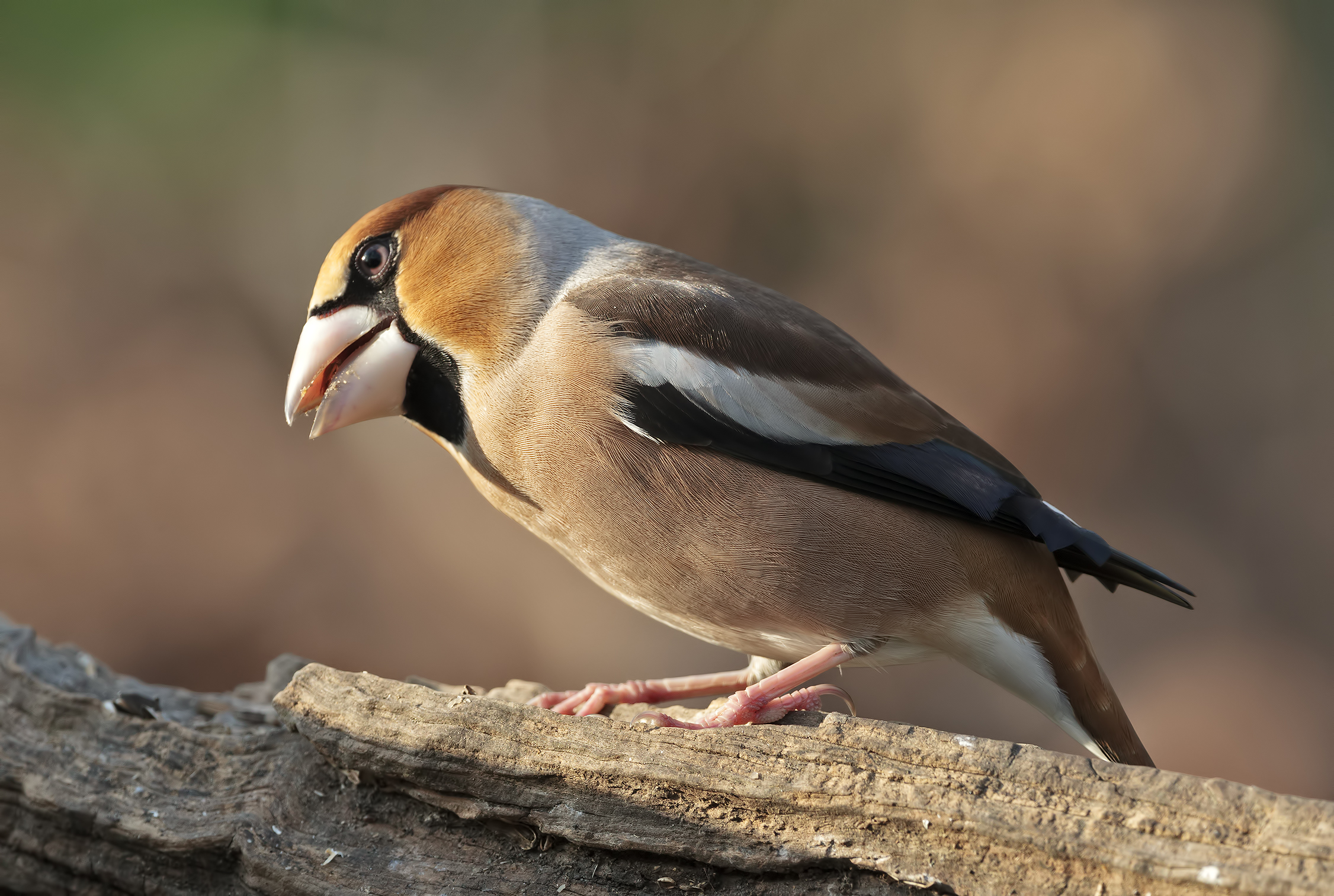 Hawfinch close, close ...