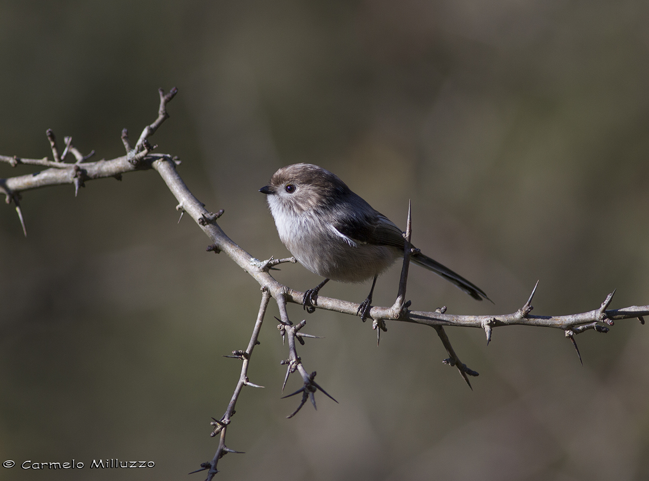 Un Codibugnolo Sicilano